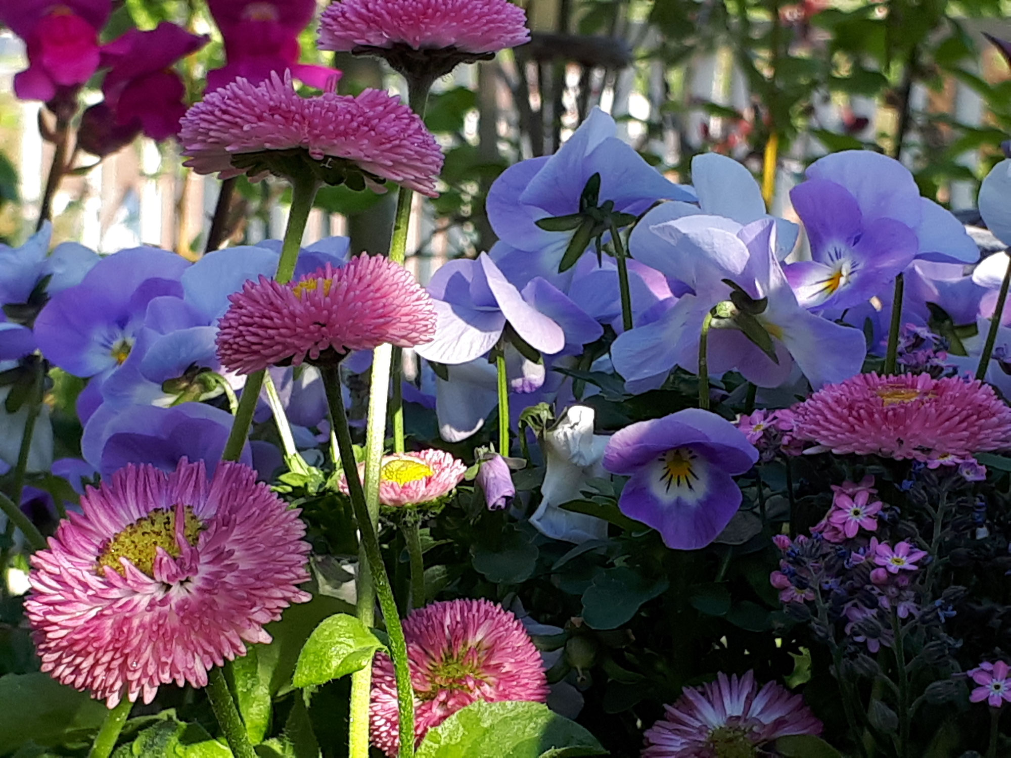 Der Klang der Blumen ist im Frühling am Schönsten