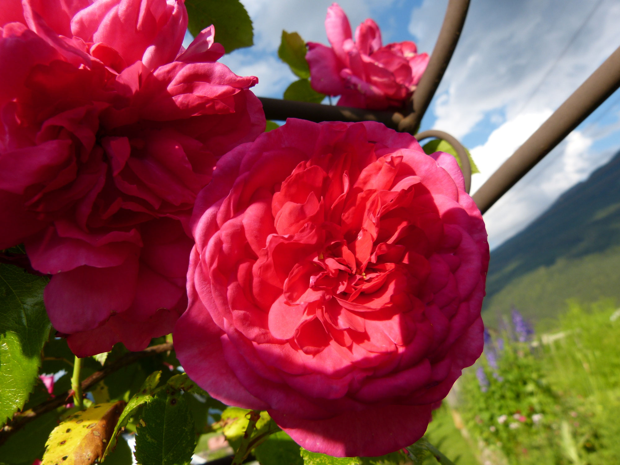 Solarheizung 18x22cm - Kompakt Für Hühnerstall, Gewächshaus & Hundehütte