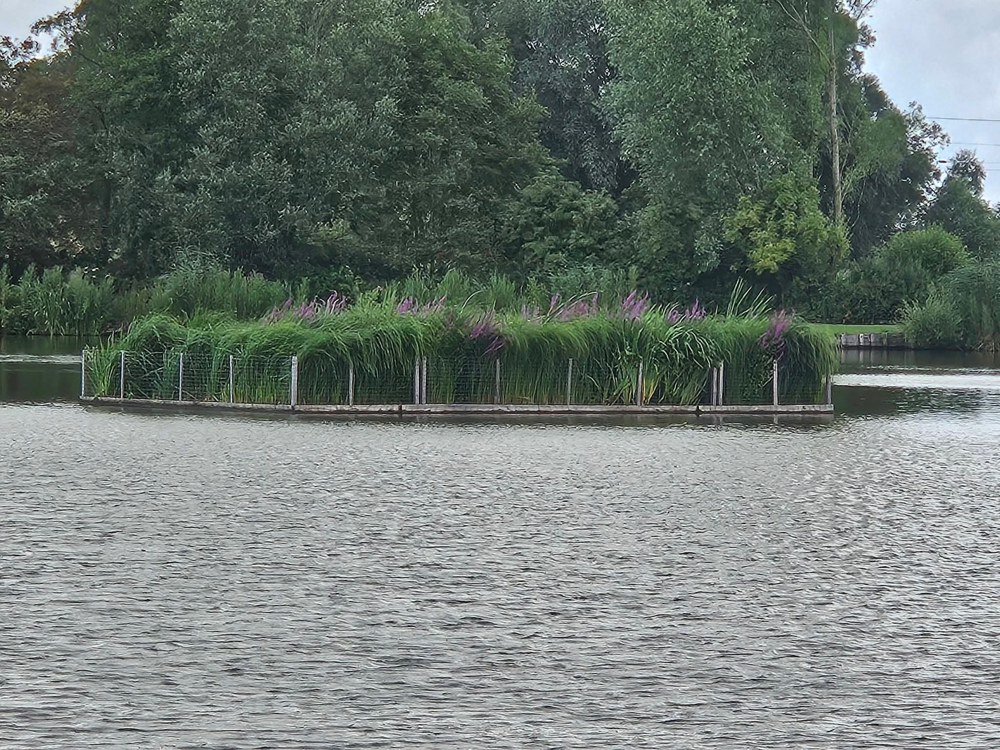 Röhrichtinseln