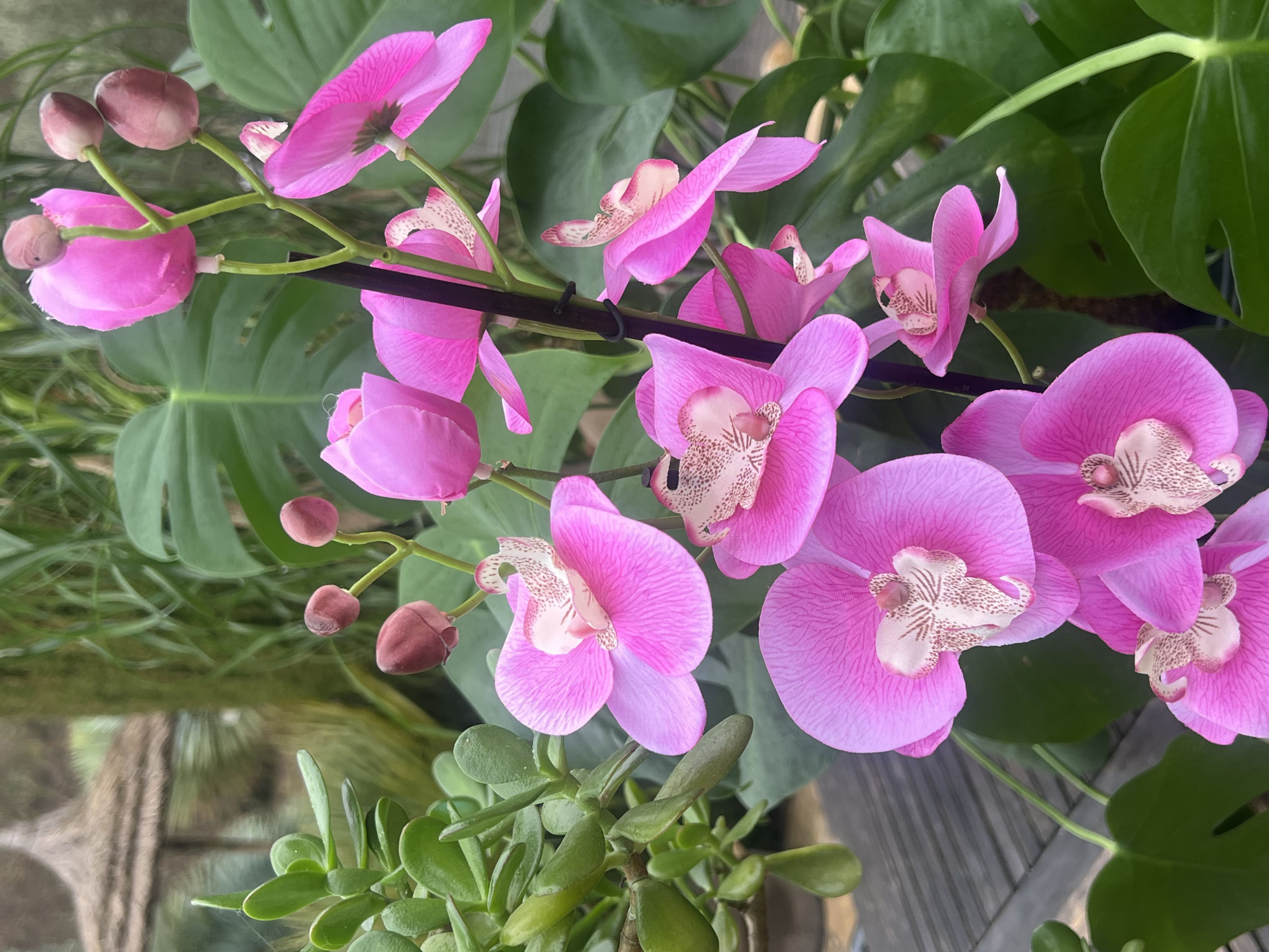 Comment faire refleurir une orchidée sans attendre  ?