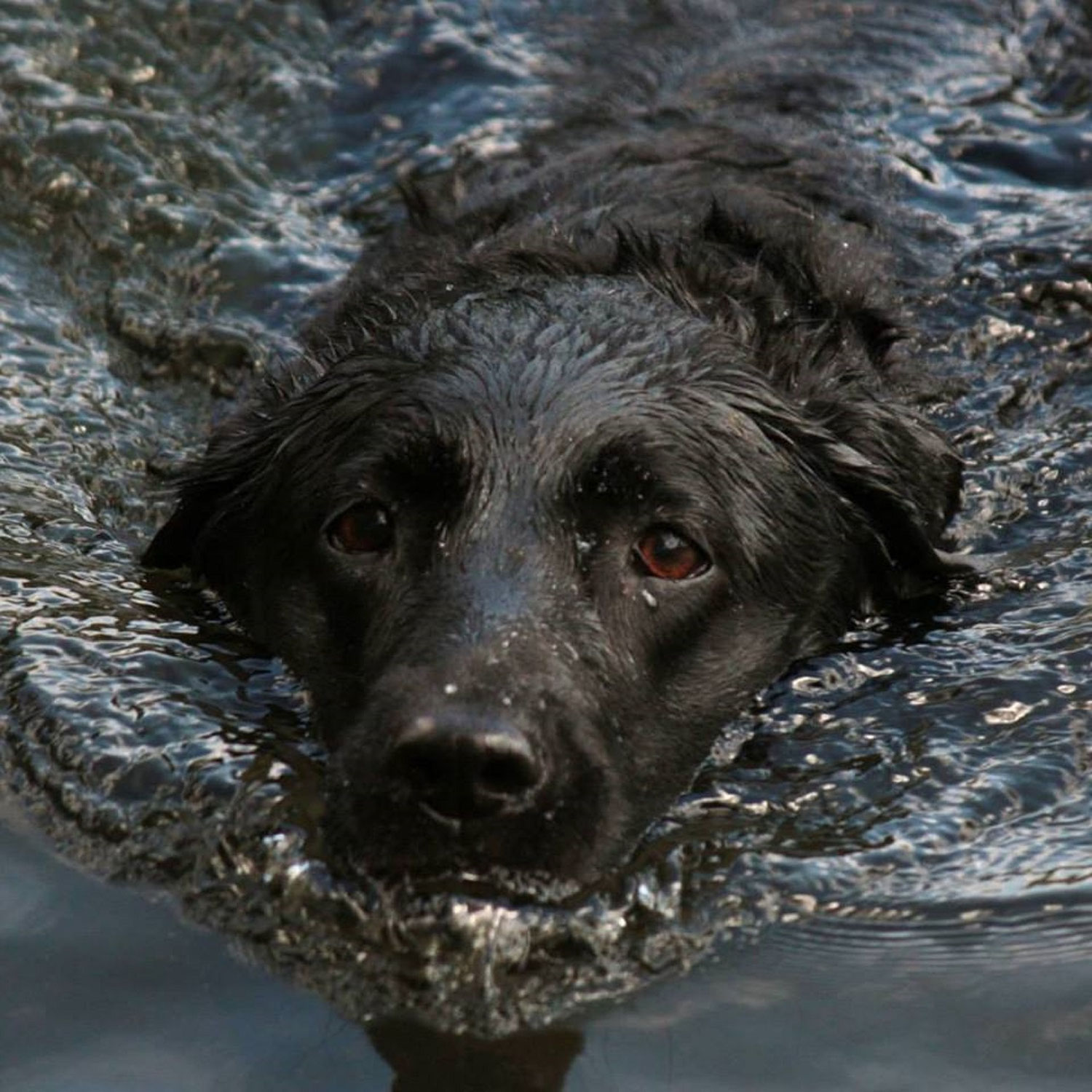 Hunde im Wasser - gefährlicher Sommerspass