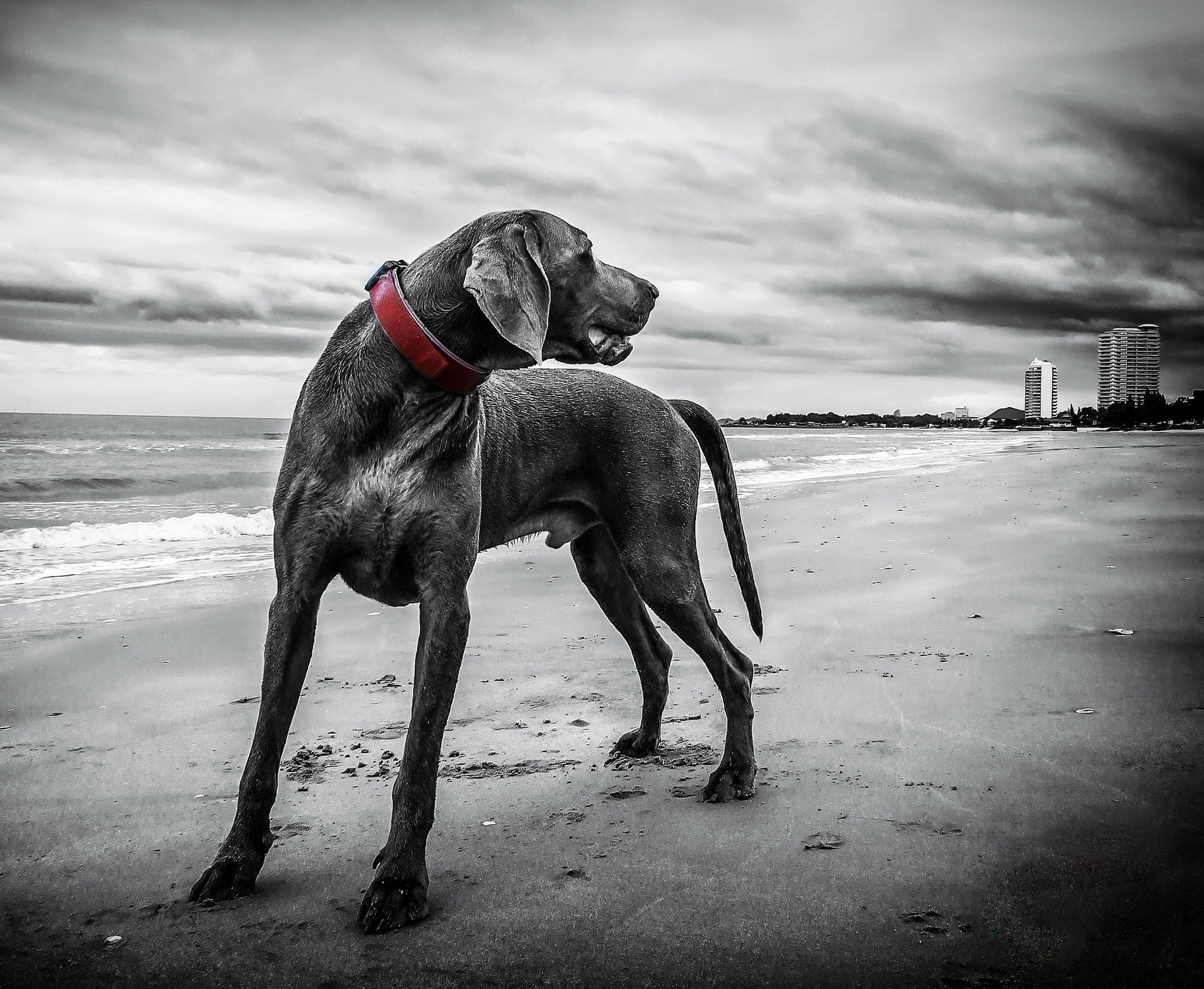 Kreislaufen bei Hunden