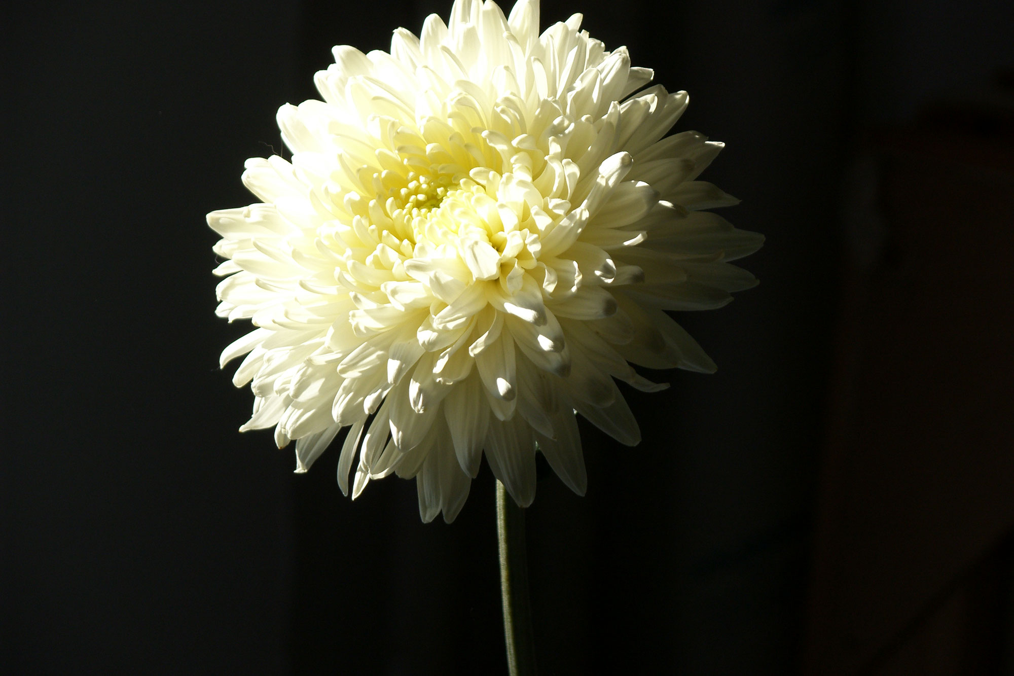 Of flowers, with pleasure