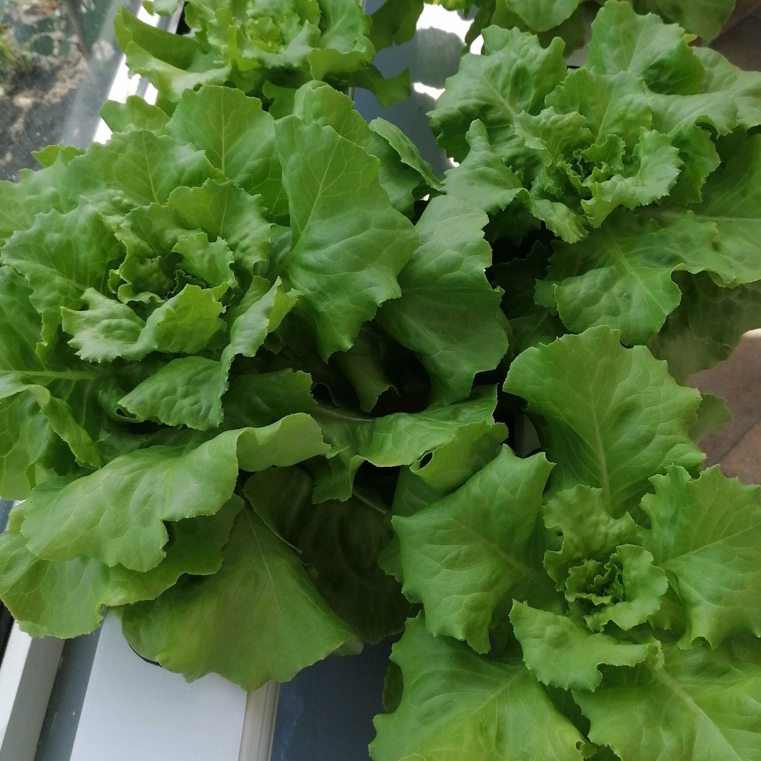 Vertikal Farming soll die Welt retten - mit Salat?!