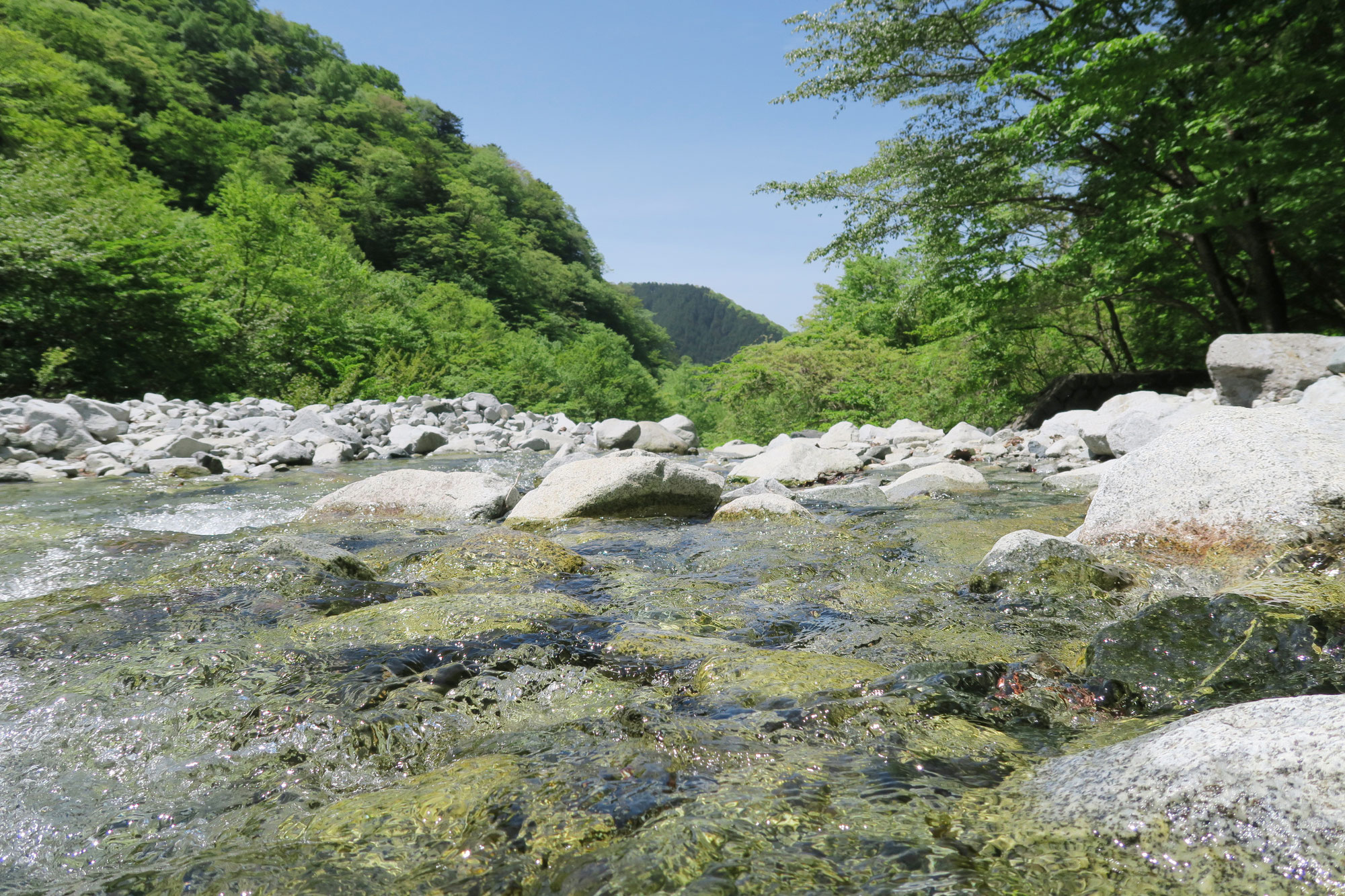 The QUIZ      あなたはRainforest mindの持ち主（ギフテッド）ですか？