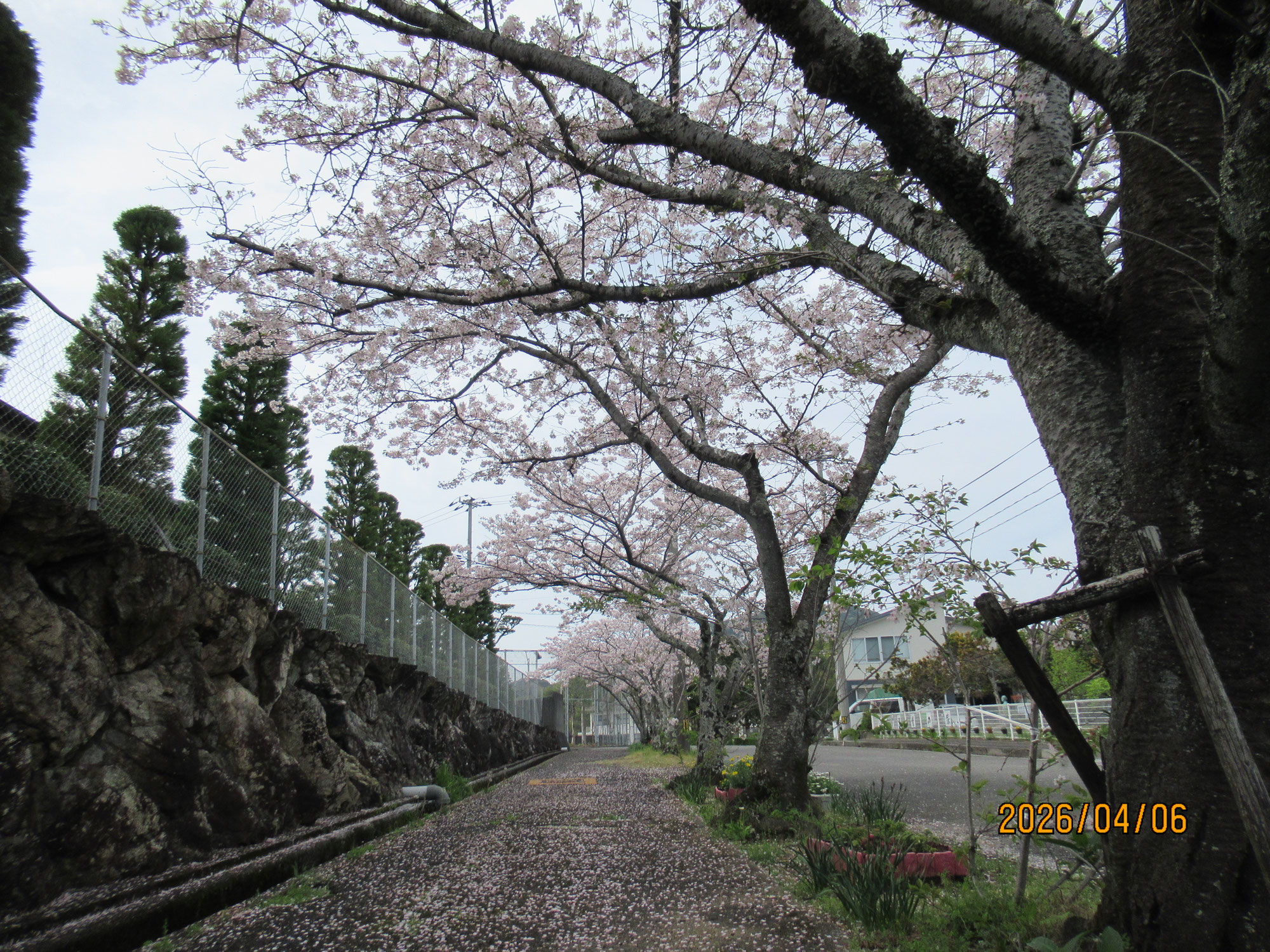 桜満開