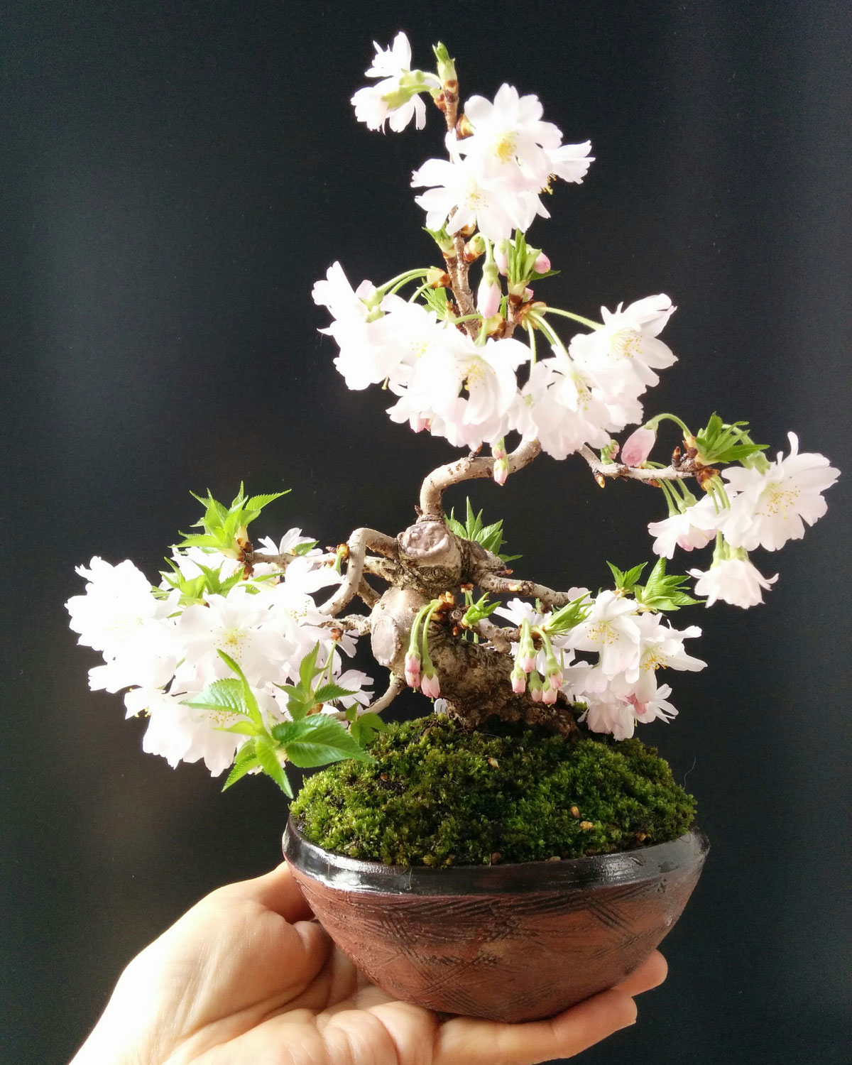 通信販売 - かまくら木花草のホームページ