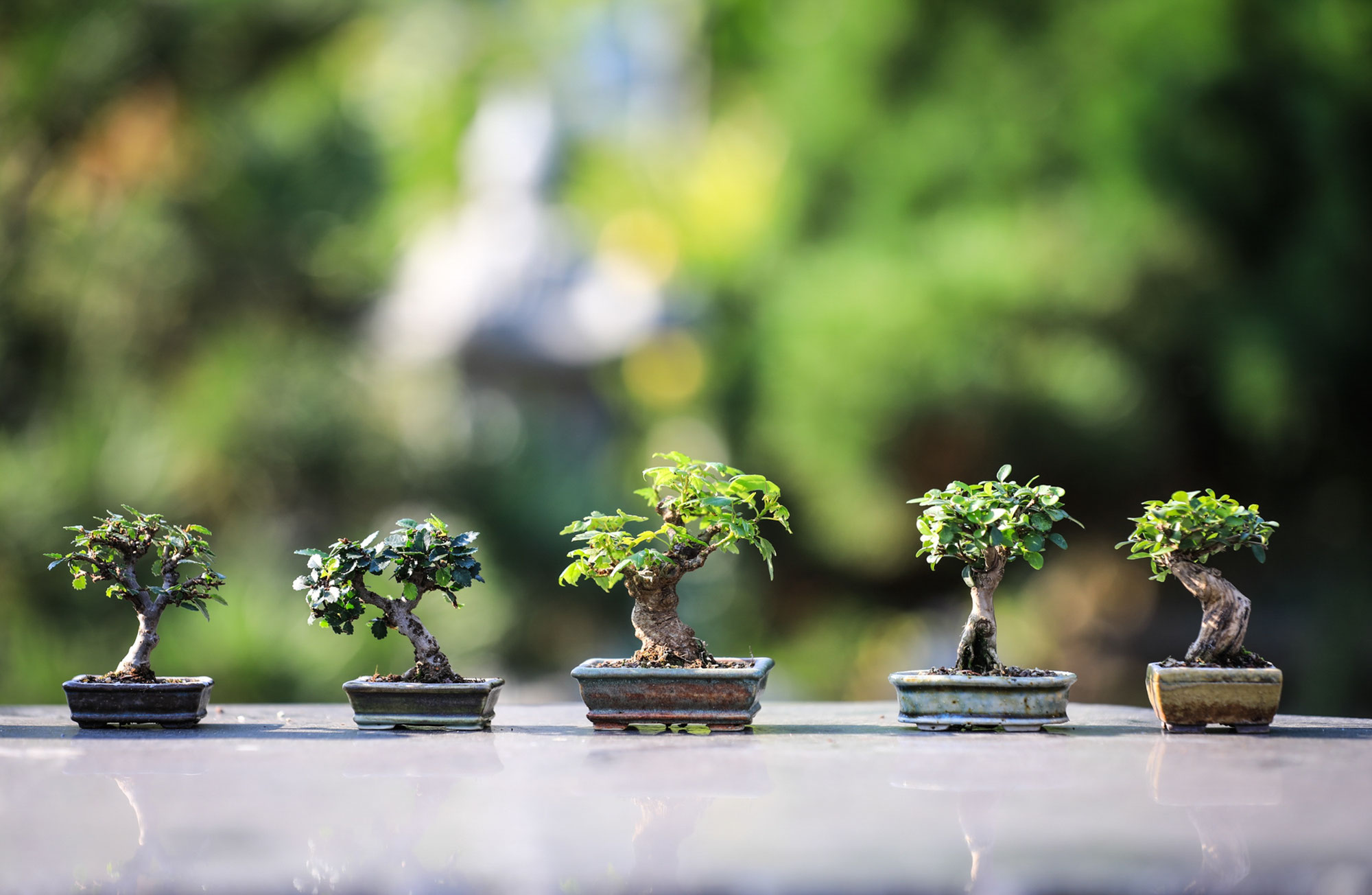 "Die Welt ist uns anvertraut"  Greenery Day