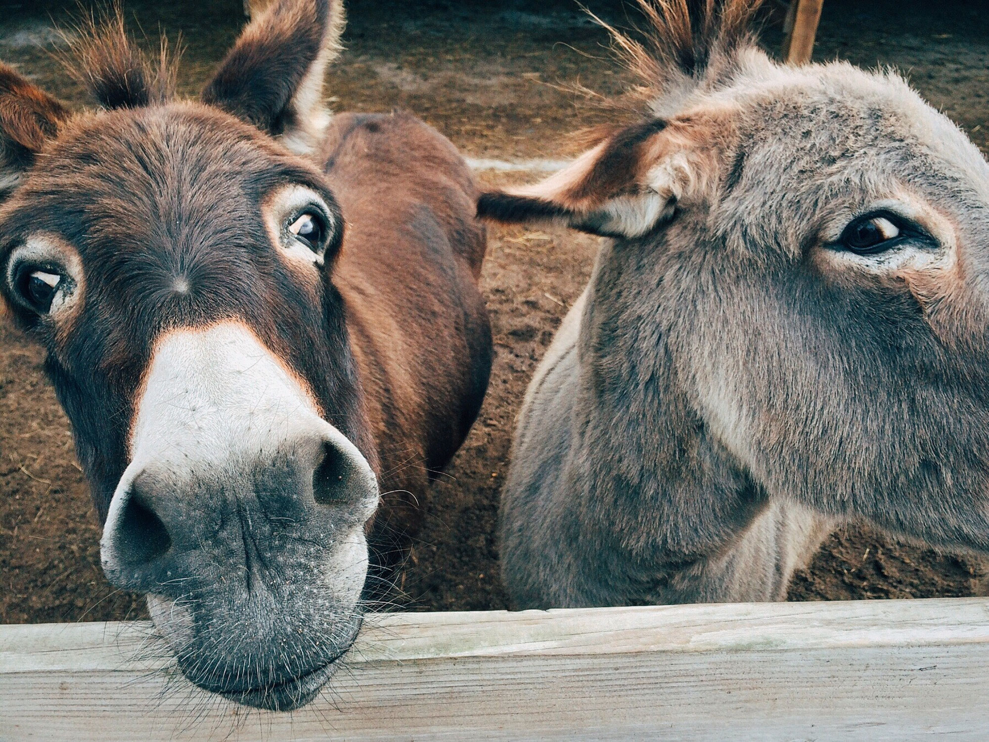 Tierfreunde AG