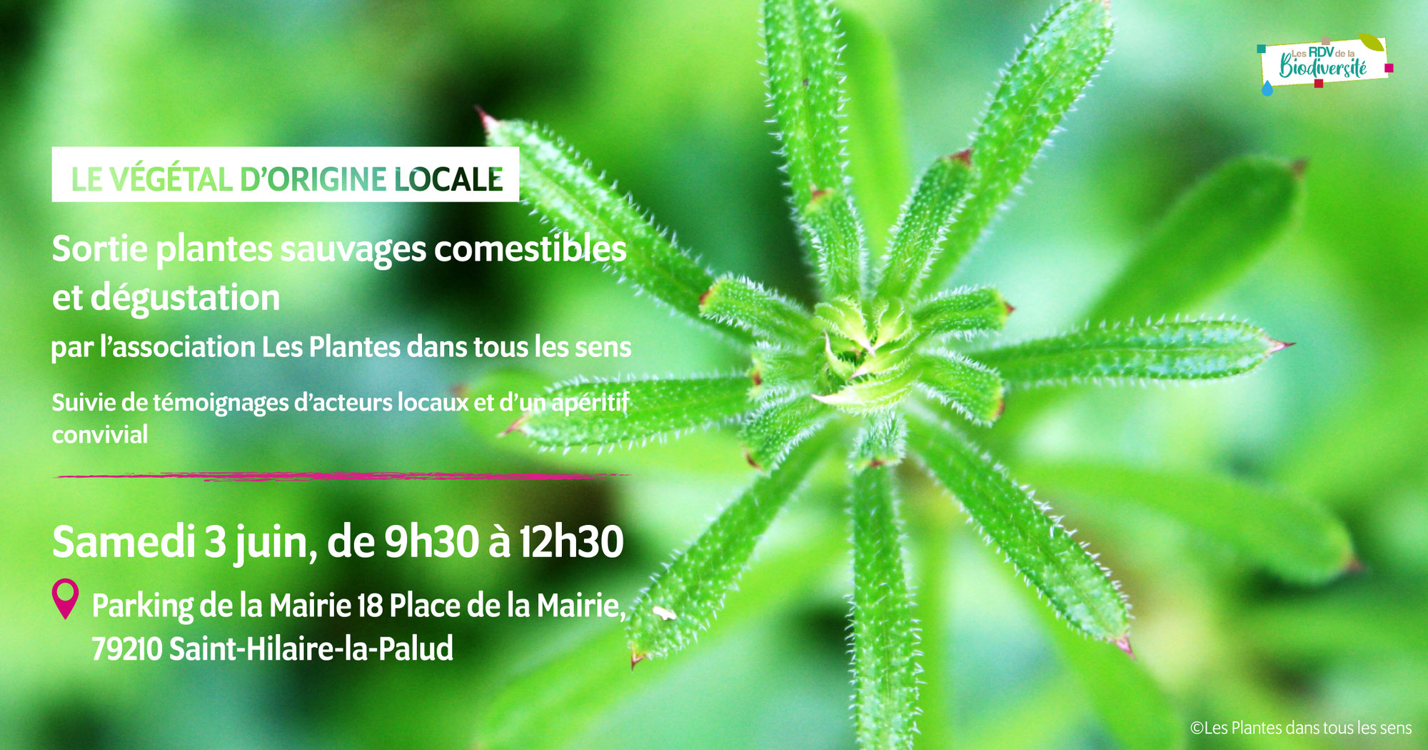 Sortie plantes sauvages dans le Marais poitevin