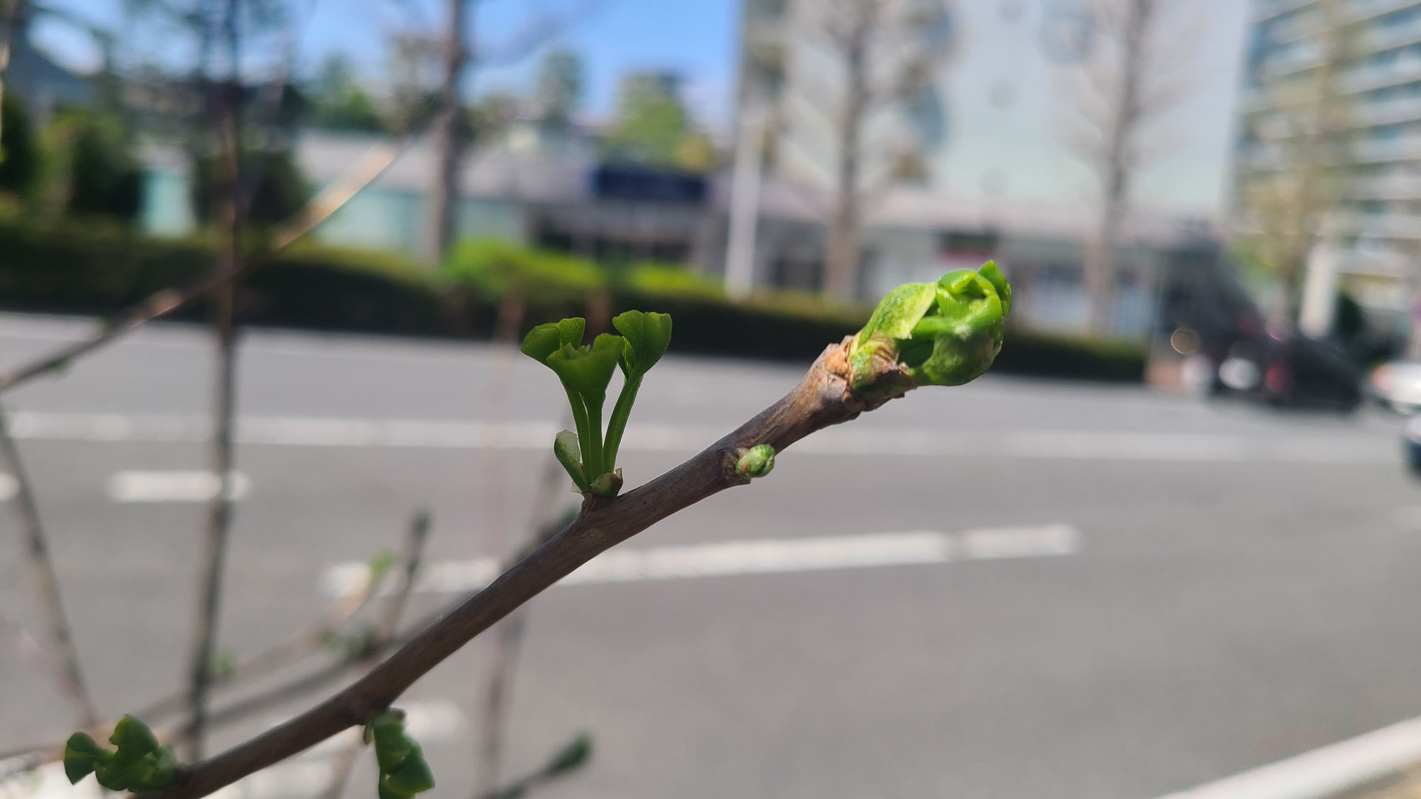 春の自律神経の乱れからくる不調ははくば整骨院の整体でスッキリ！