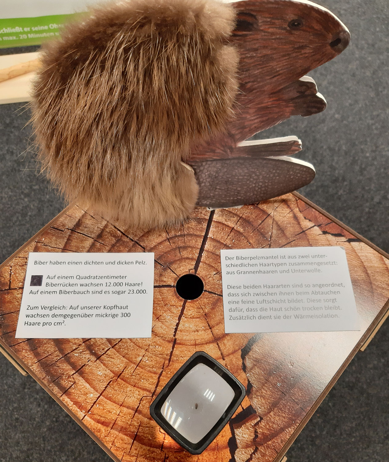 Biber-Ausstellung in der Bücherhalle Lokstedt