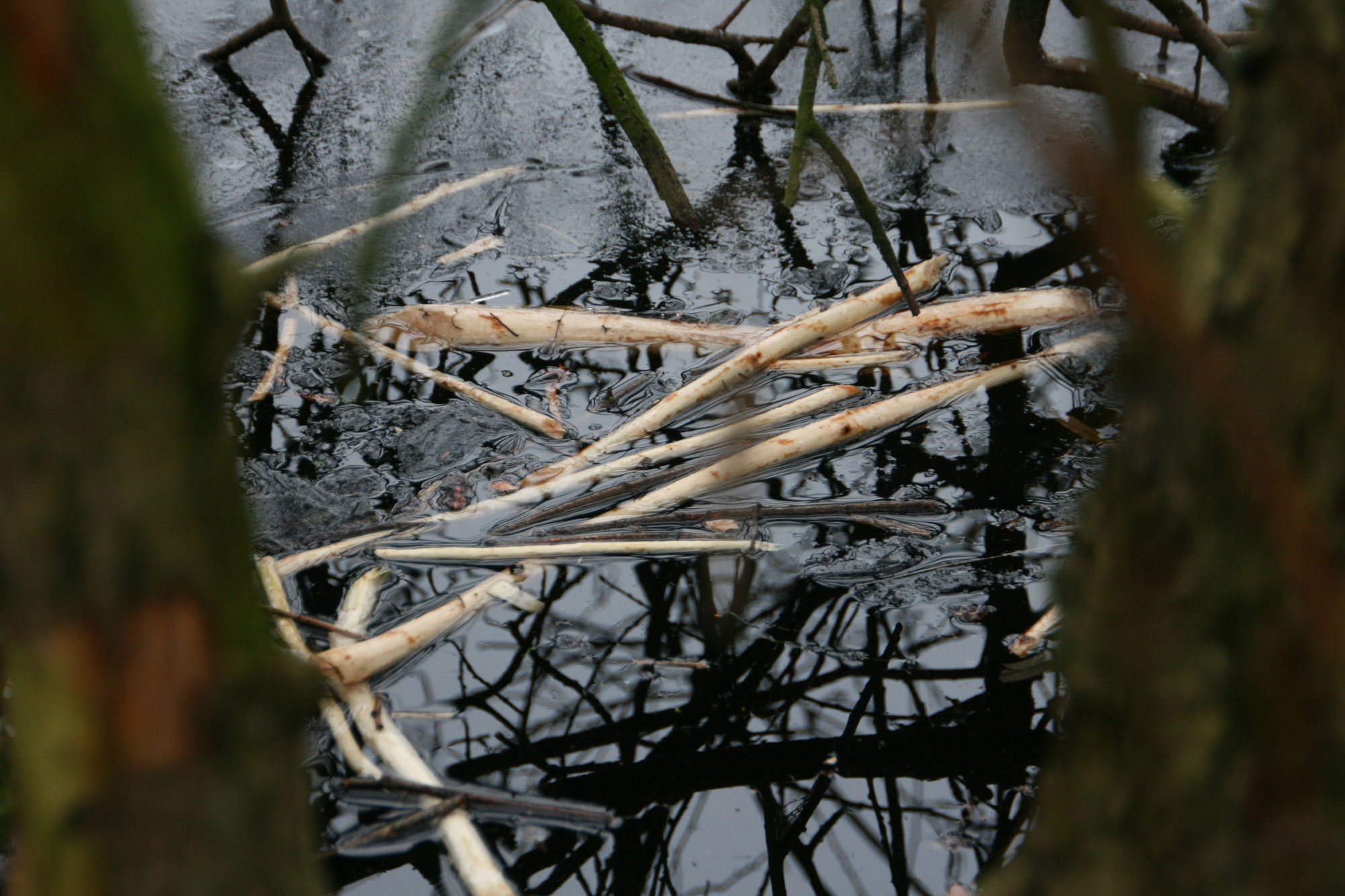 Spurensuche im Winter