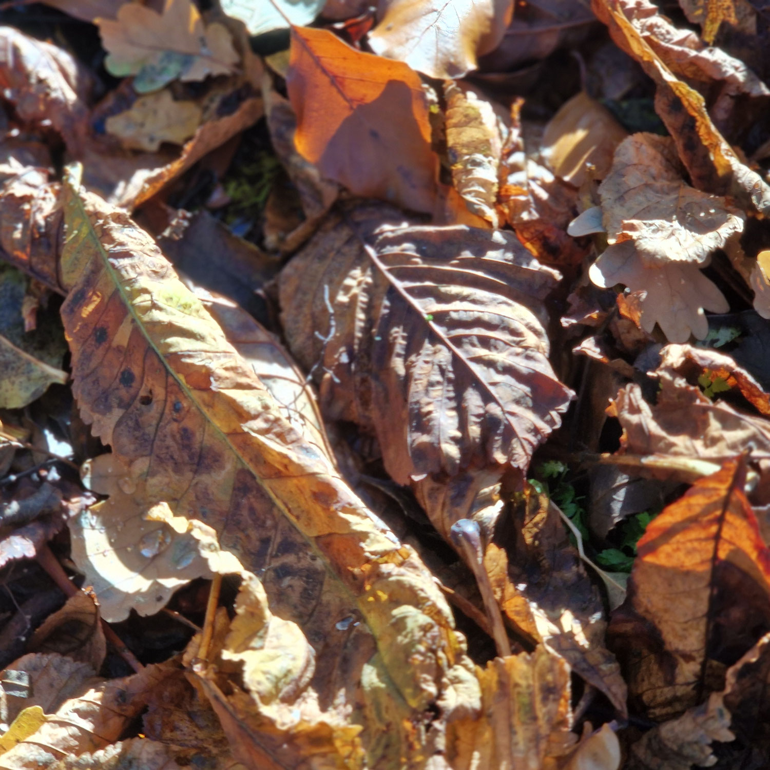 Mindful Moments at Old Hutchcomb's Copse