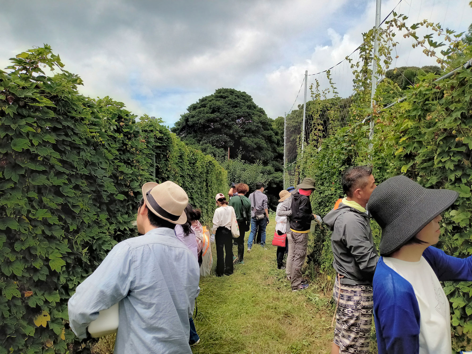 おとなの若松ホップ収穫体験  ～Wakamatsu-Hop Harvest meeting～」参加者募集