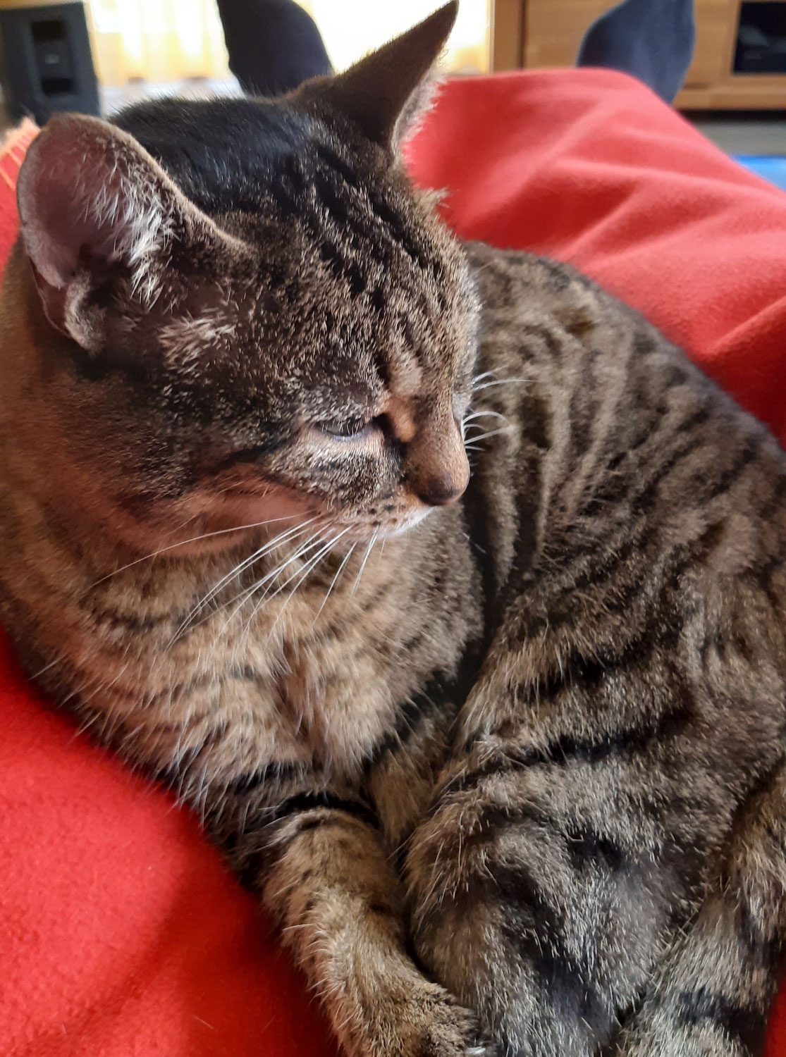 Mitzi auf dem Weg ins Nirwana