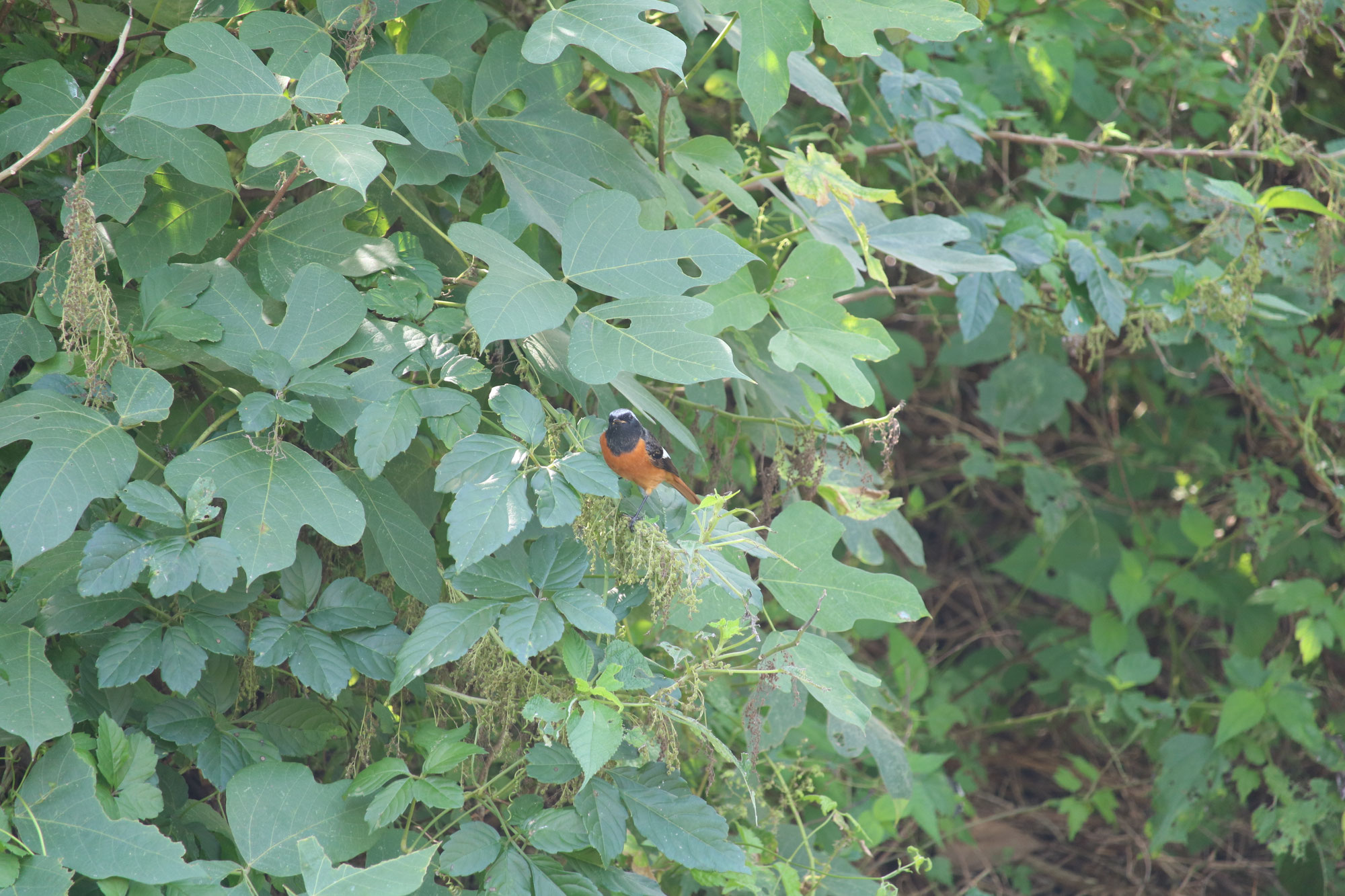 4ページ目　野鳥観察