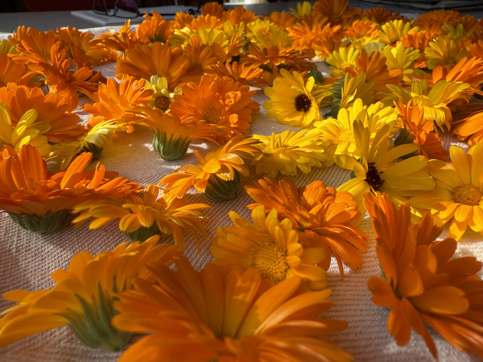 Ringelblumen trocknen & verwenden – Tee, Öl und Salbe selber machen