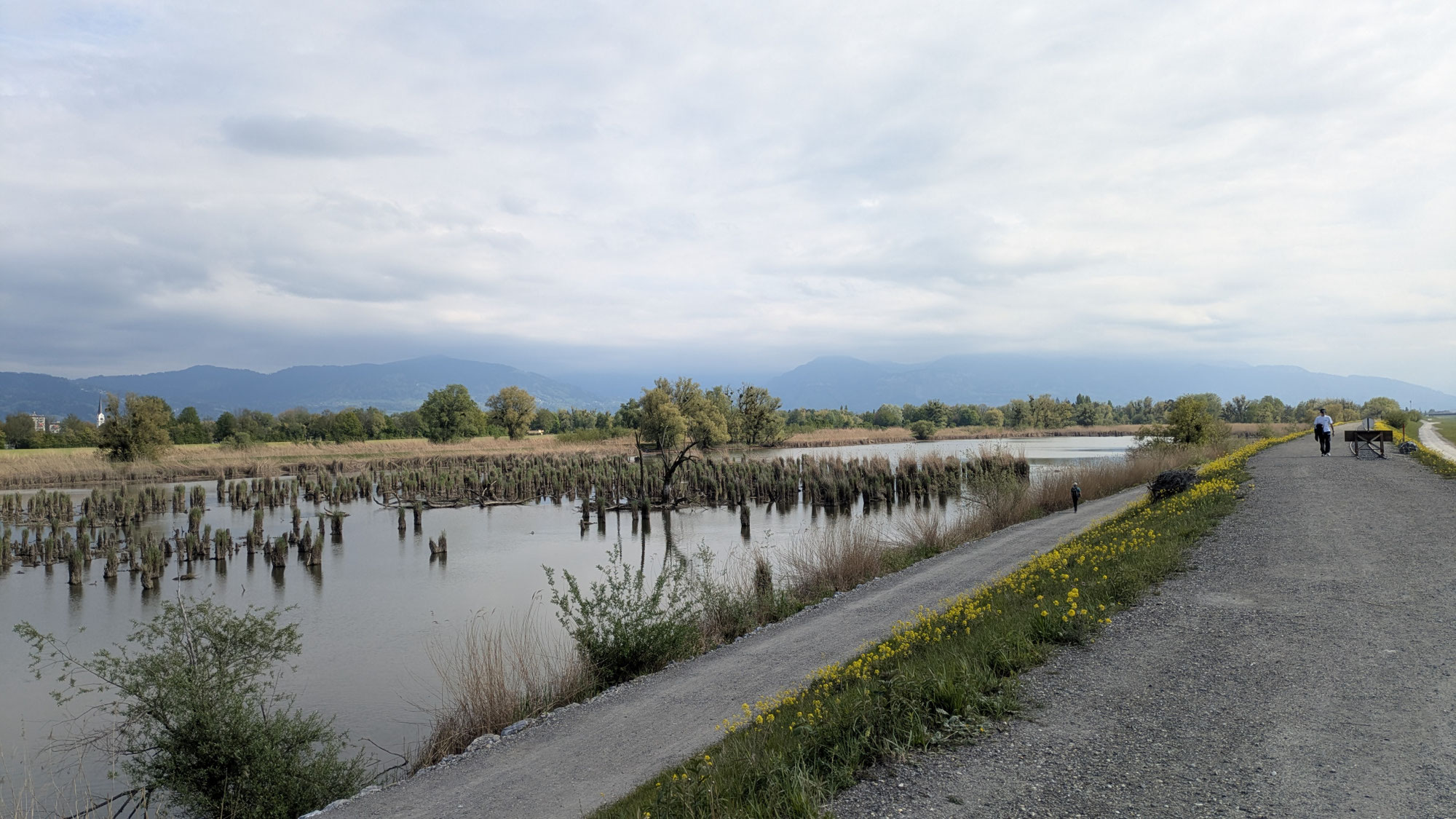 SEEUFER, RHEINMÜNDUNG UND ROHRSPITZ
