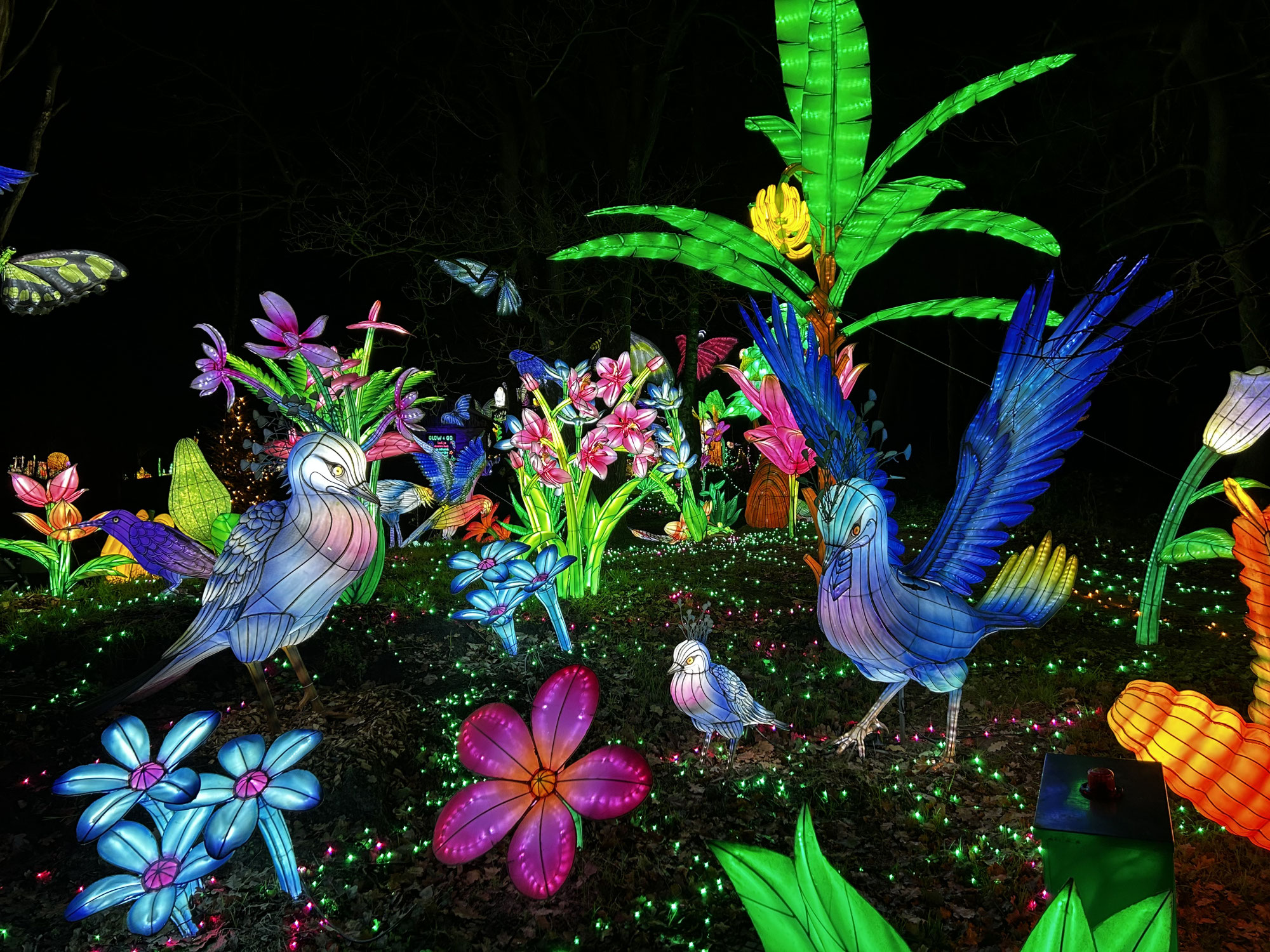Light Safari Beekse Bergen bezoeken: wat kun je verwachten?