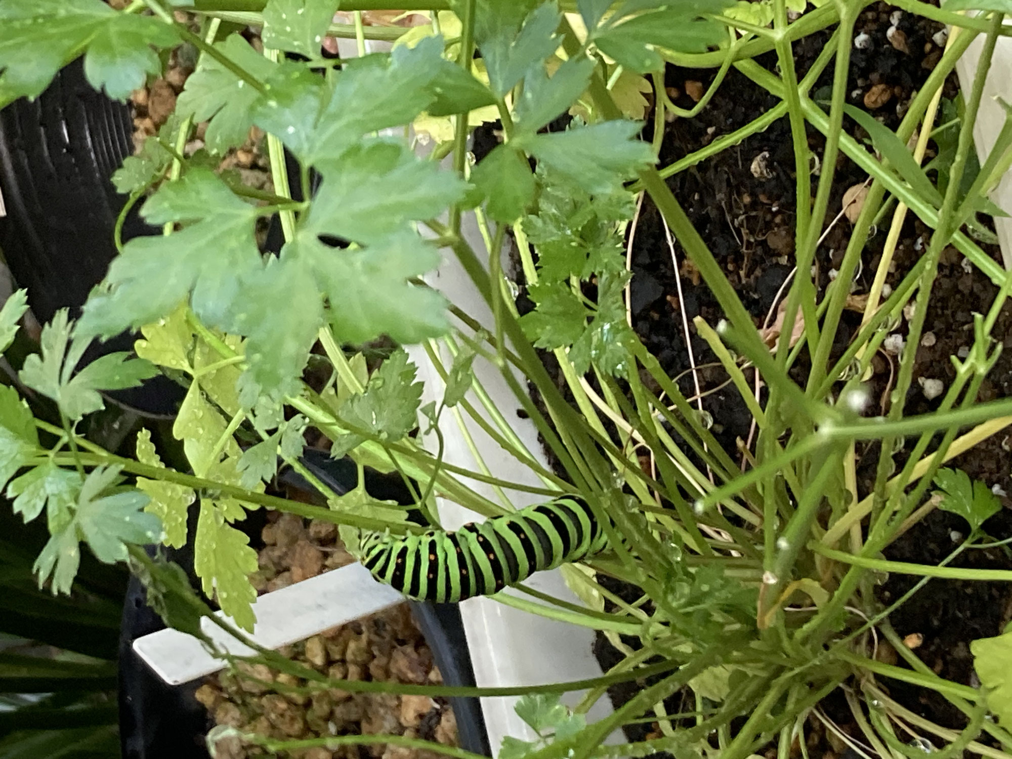 キアゲハの成長/Growth of the Swallowtail