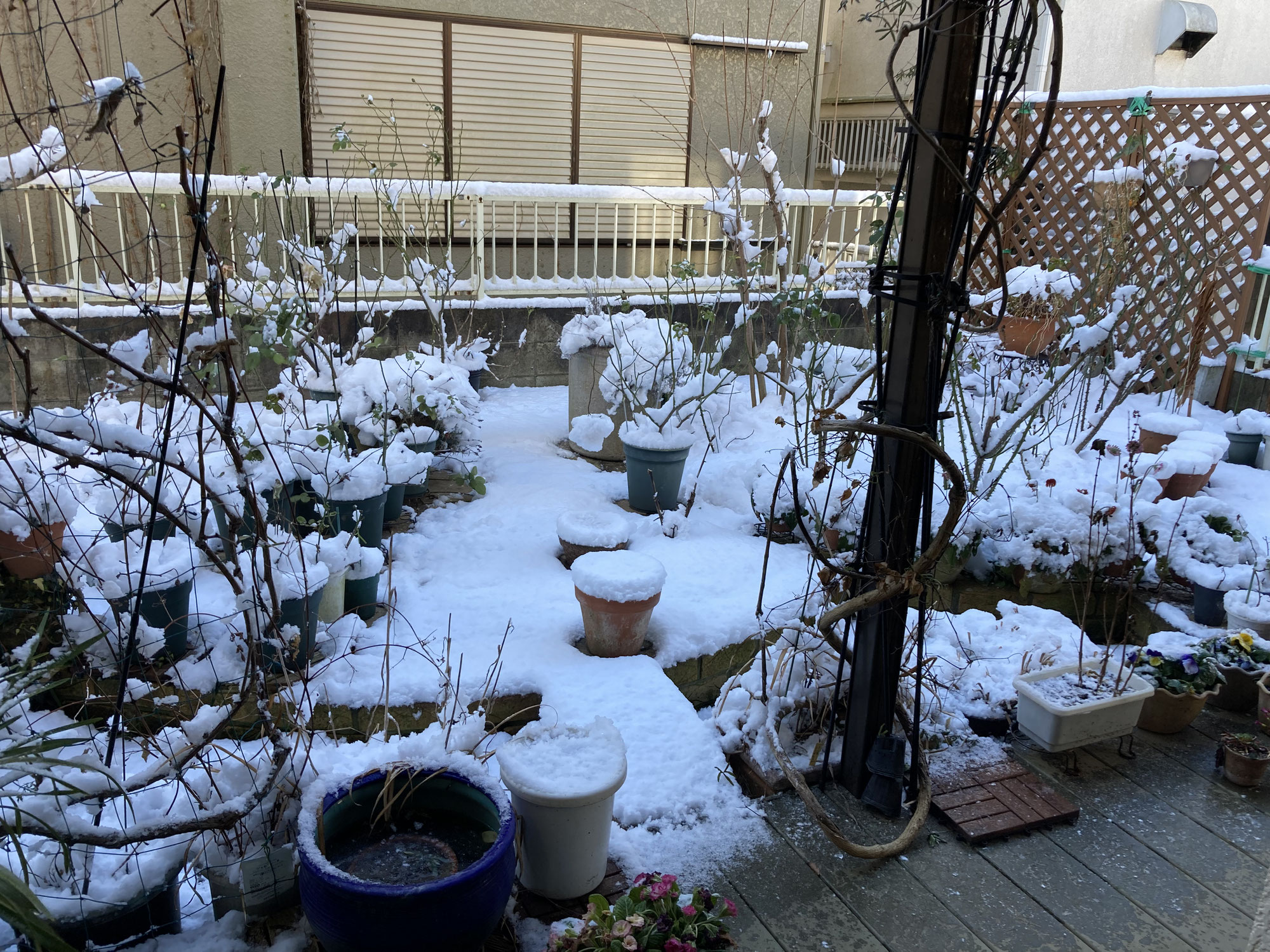 珍しく関東でしっかり雪 / Snow!