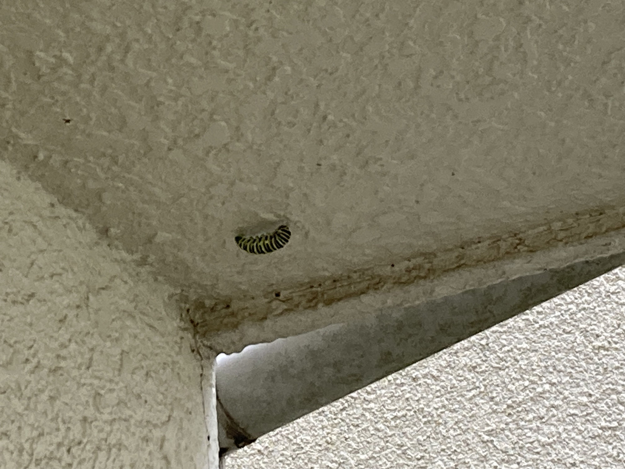 キアゲハ蝶誕生記録２/Record of birth of Swallowtail butterfly 2