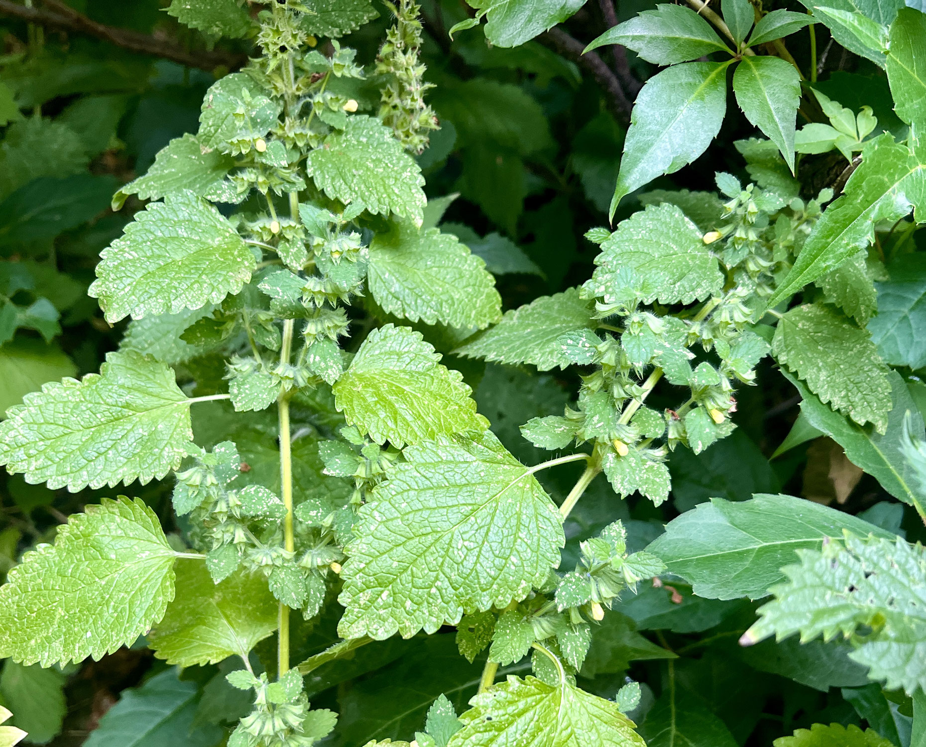 Workshop 1: Essbare Wildkräuter erkennen und zubereiten