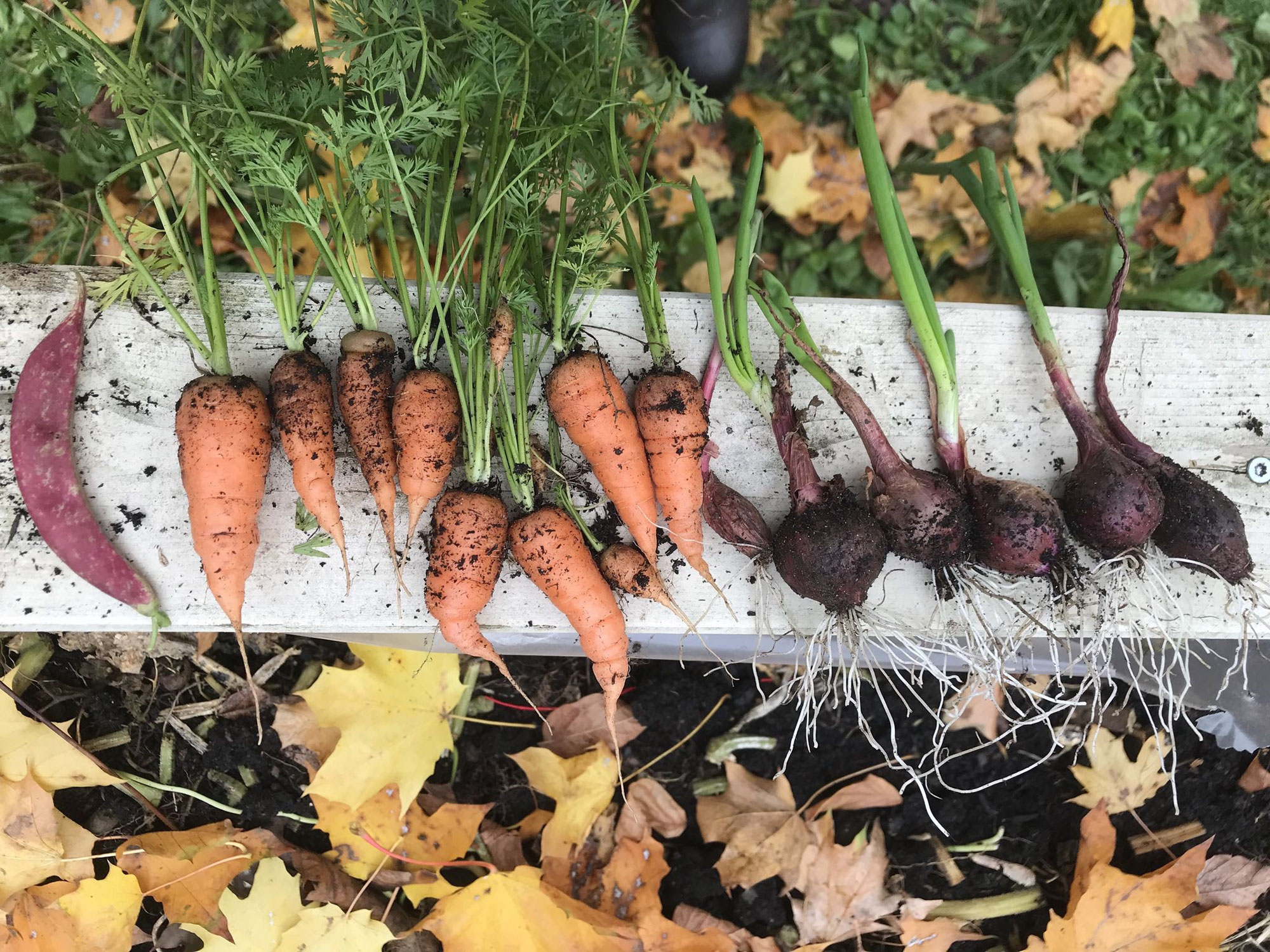 Herbstliche Impressionen aus dem Genovevagarten