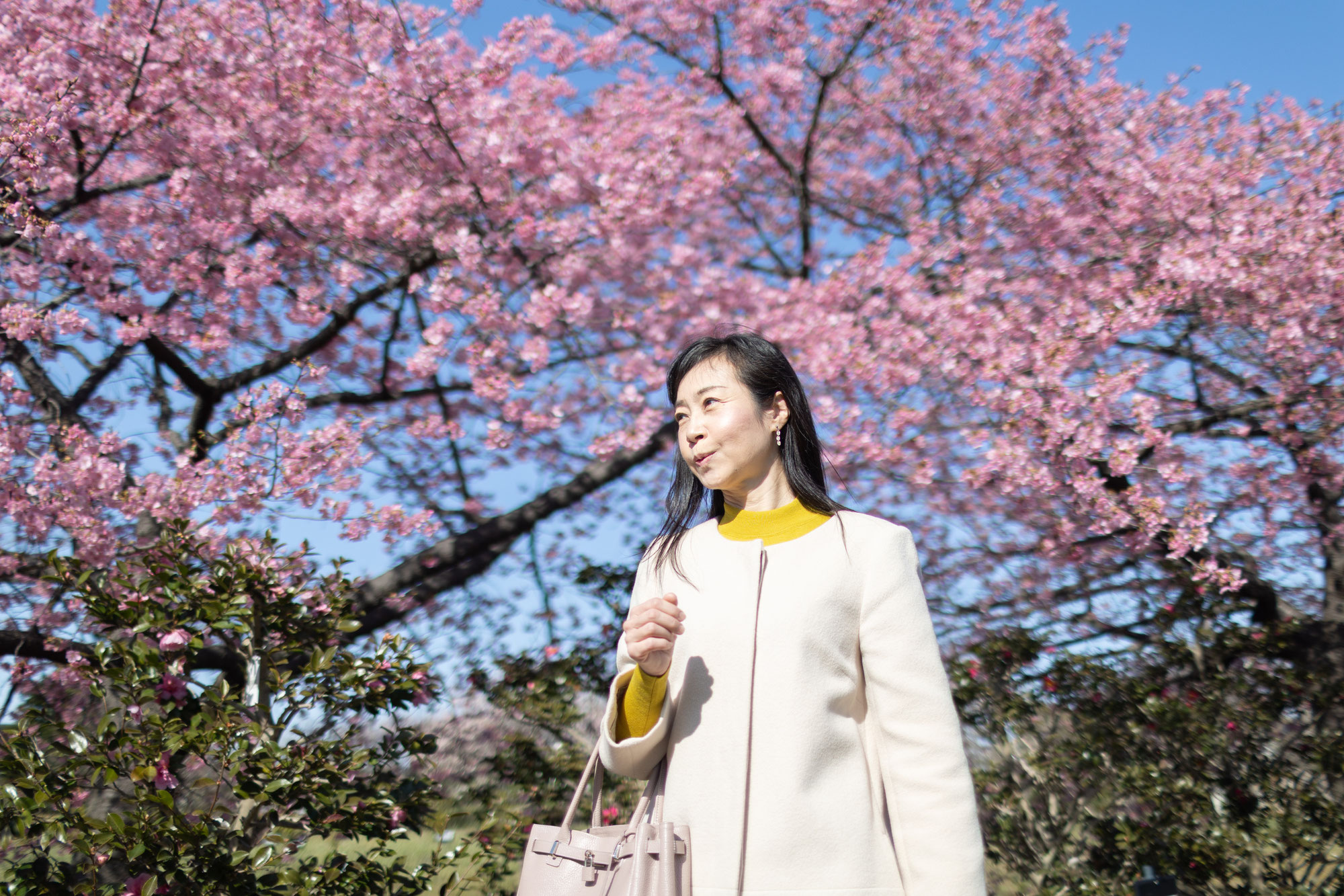愛知県 梅・河津桜を見に行く 週末の過ごし方