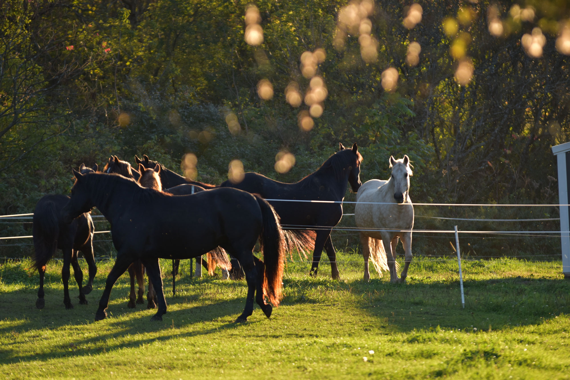 Foundation Horses for sale