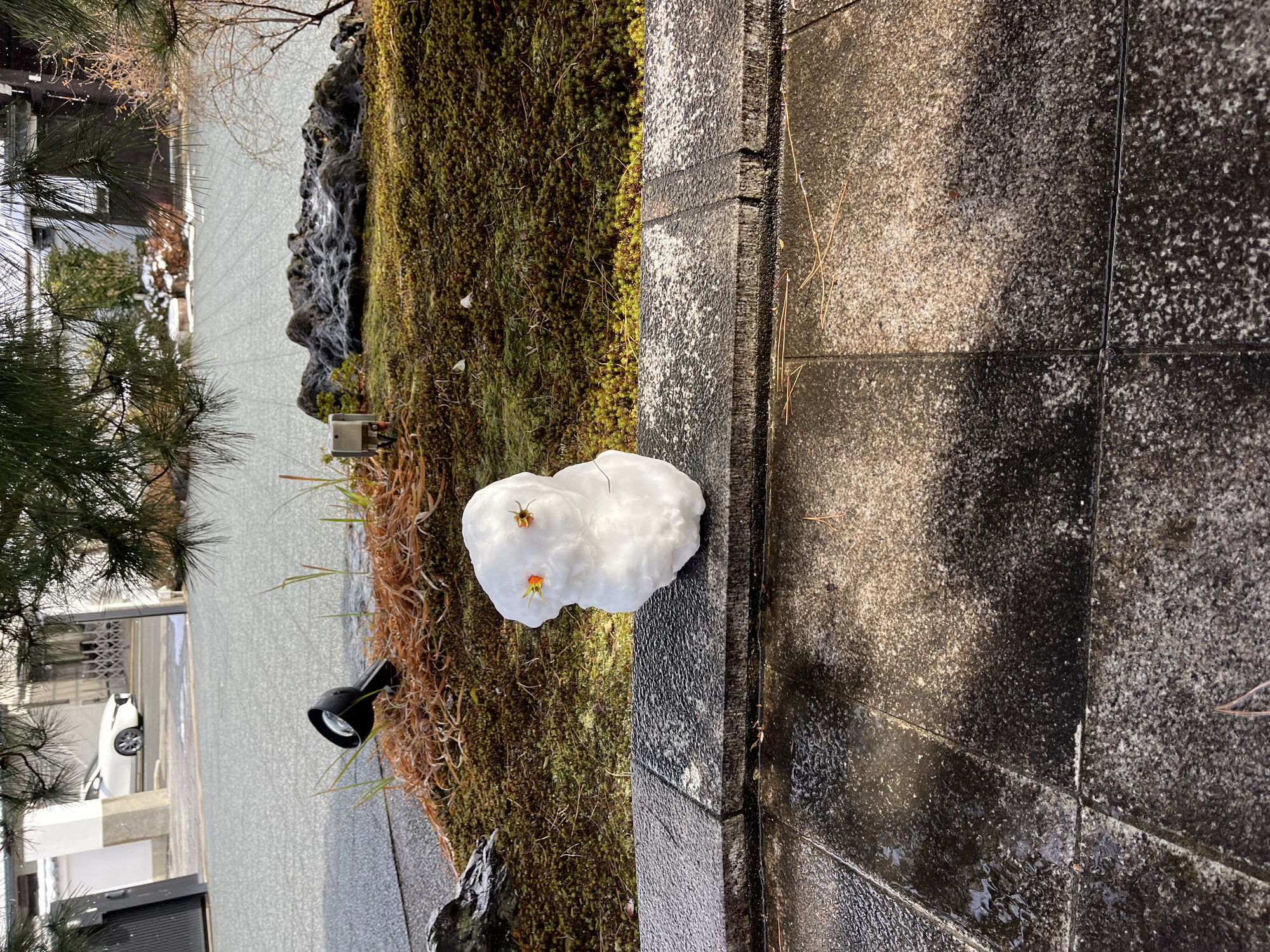 雪が降りました