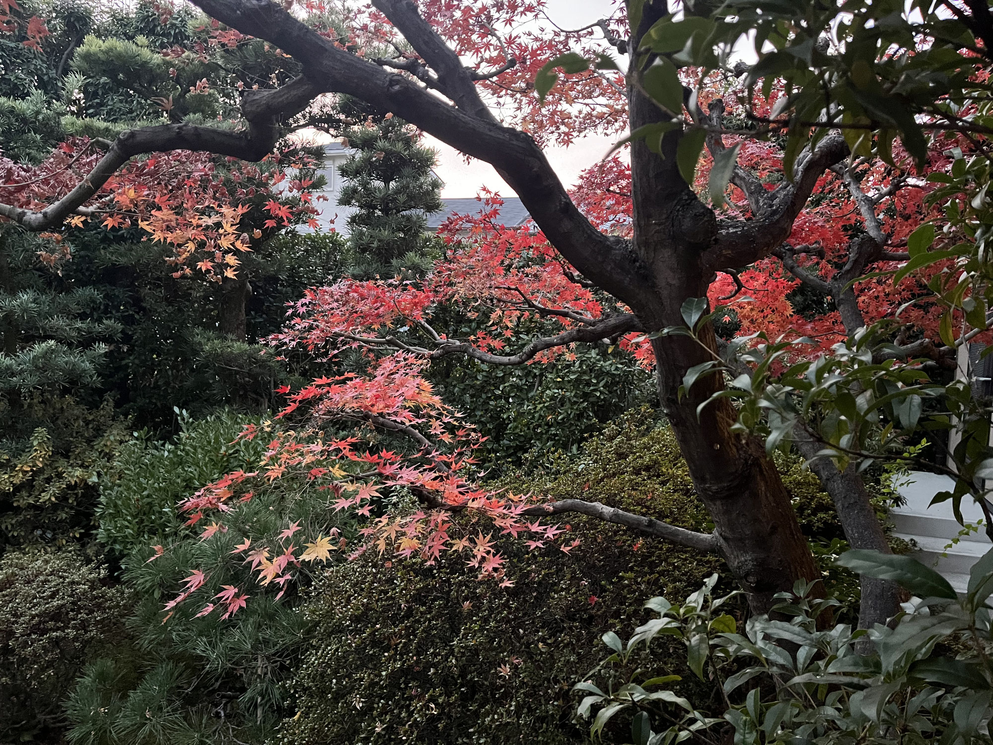名残り紅葉