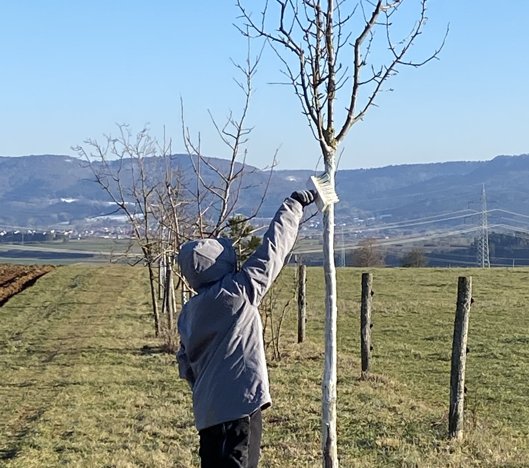 Wir streichen unsere Bäume weiß