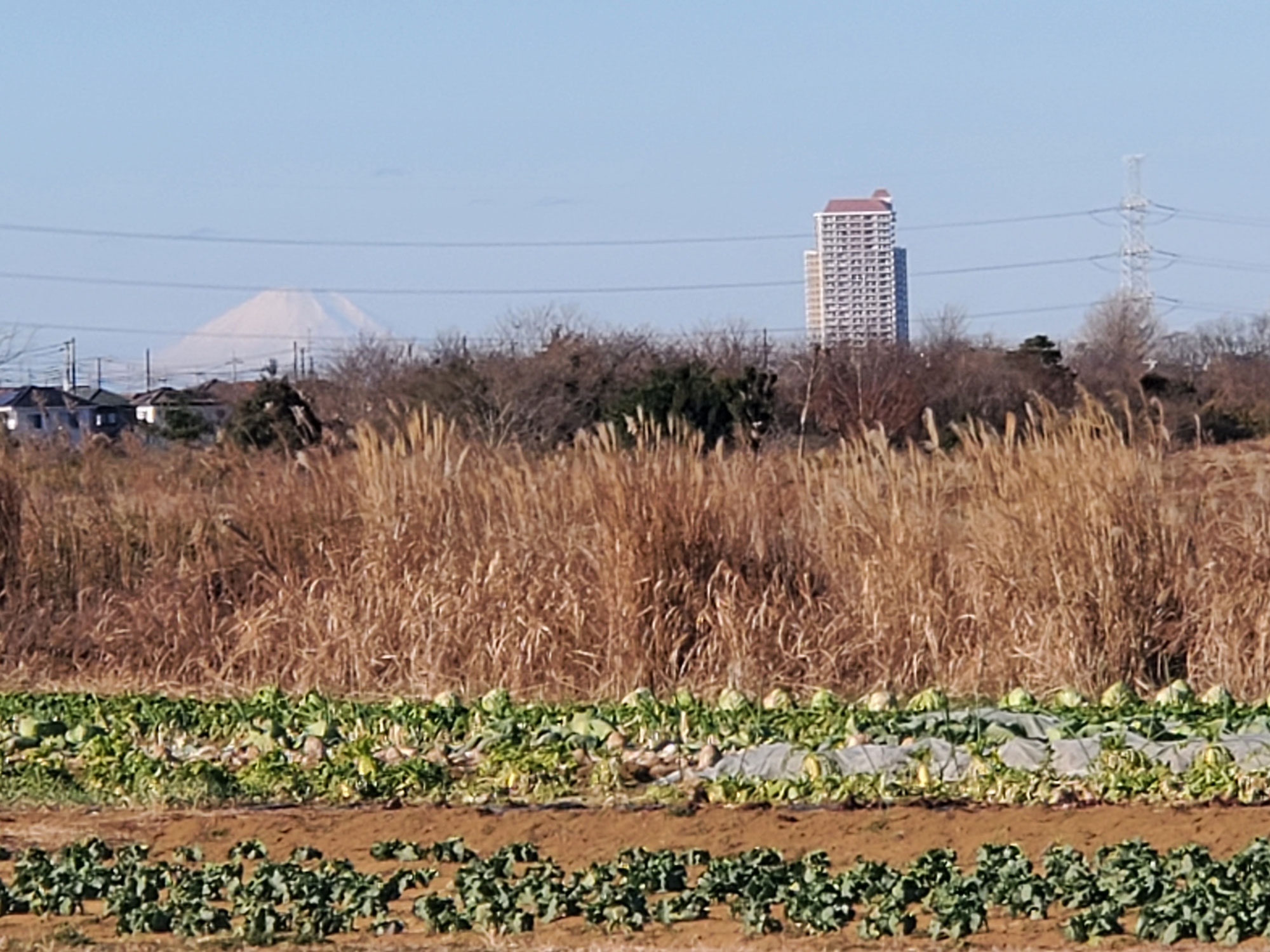 雄大な富士山をみて”今年も頑張ろう”って