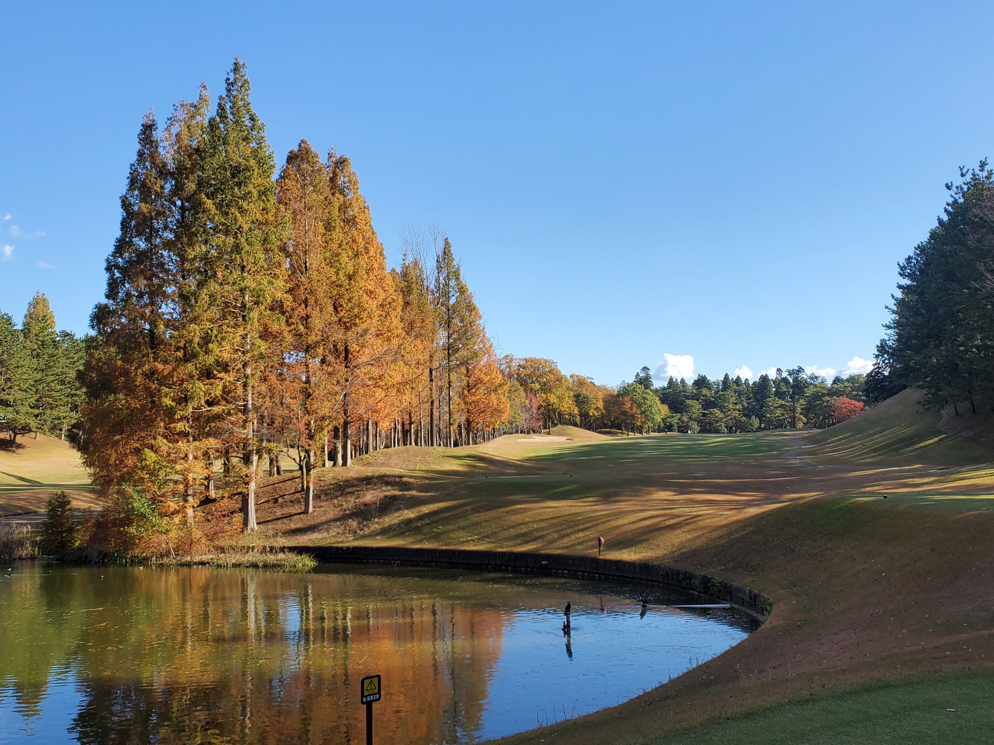 今夜も鍋料理のご家庭が多そうな