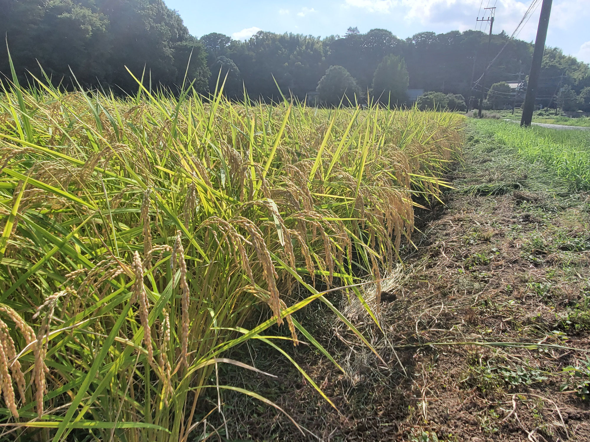 ”実りの秋”ももうすぐそこ