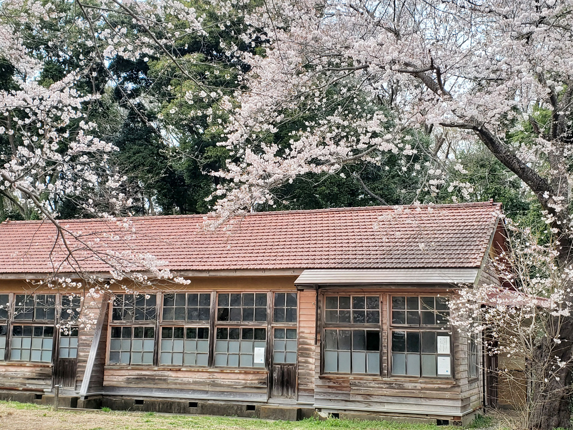 廃校となった小学校と桜