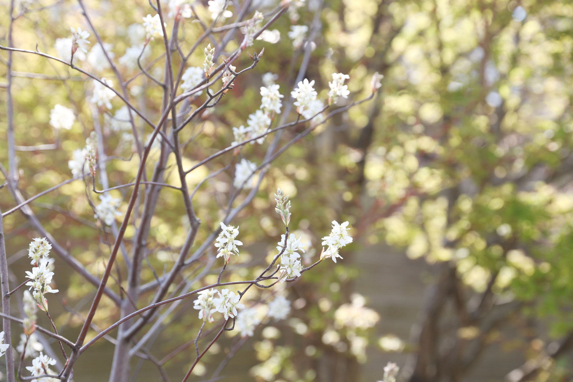 撮影お休みのお知らせ（4月4日）