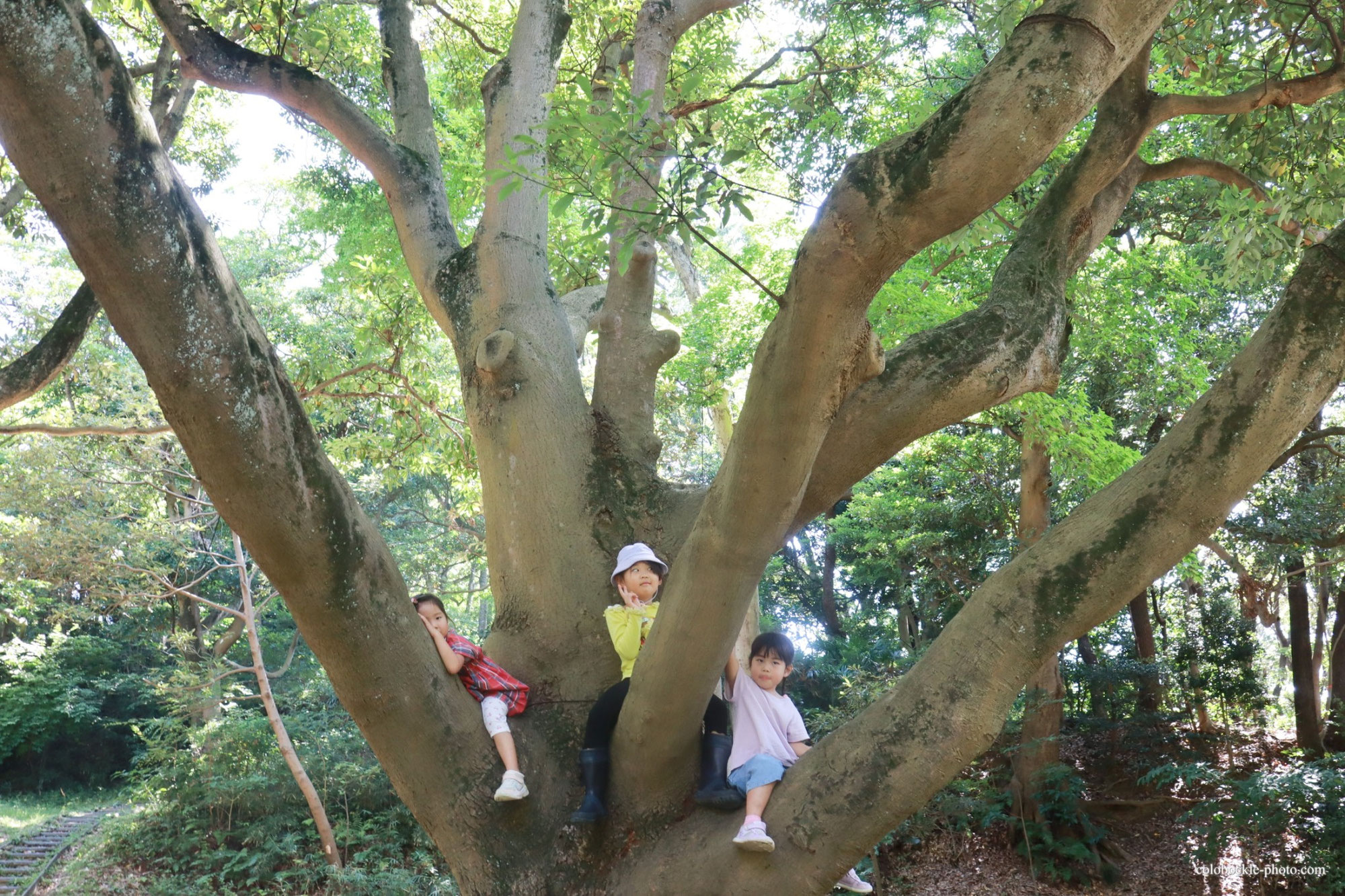 富岡総合公園でどんぐり拾い探検その１