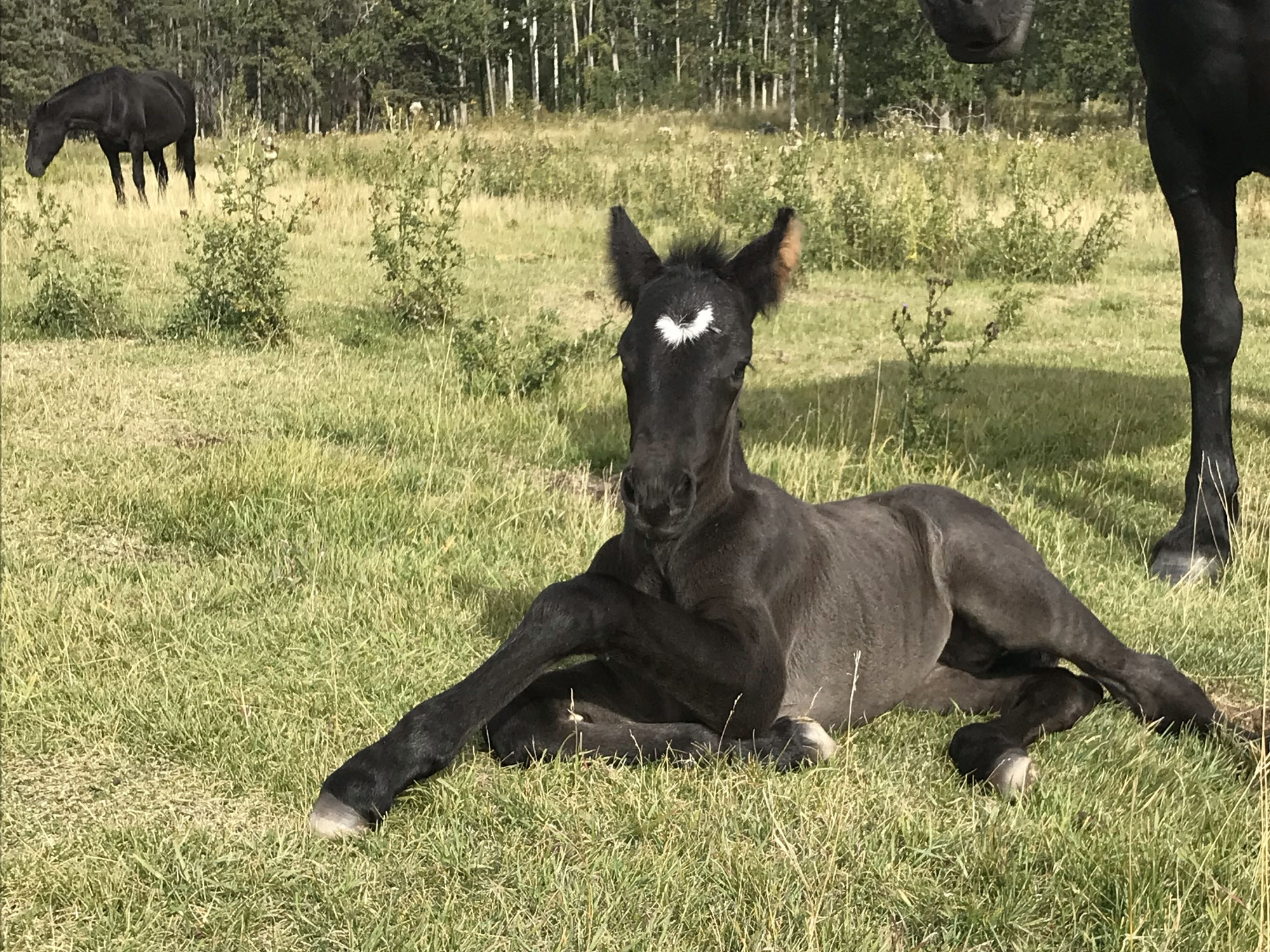Feeding Program for Our Broodmares and Foals