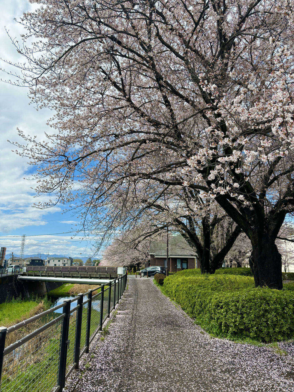 春の肌について