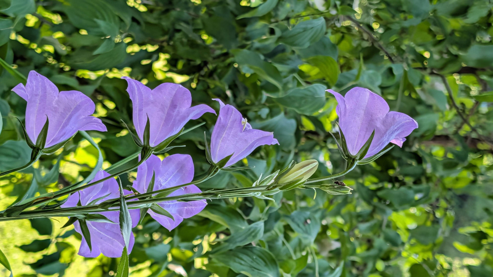 Glücksmoment an der Glockenblume