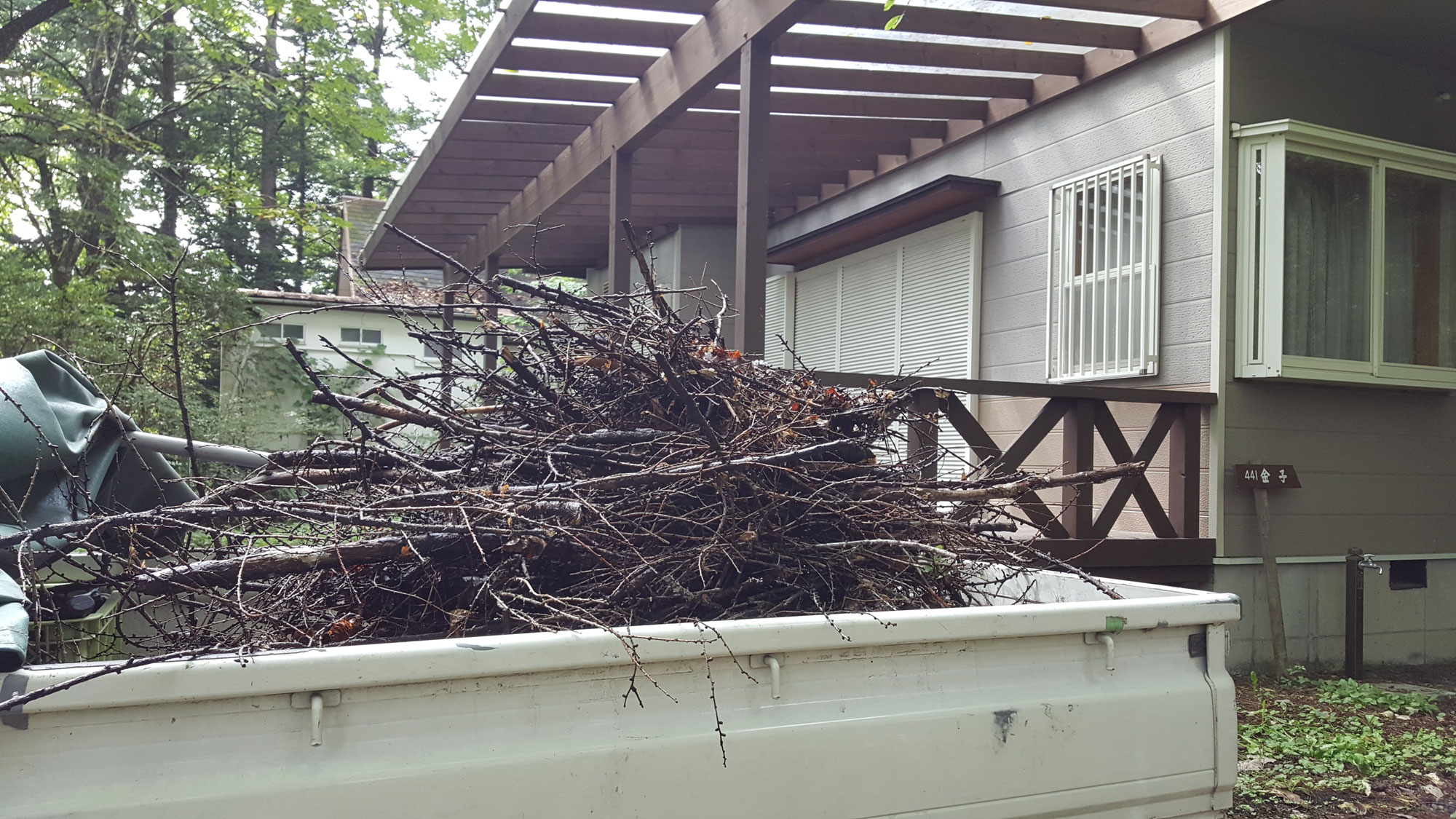 春の落ち枝掃除