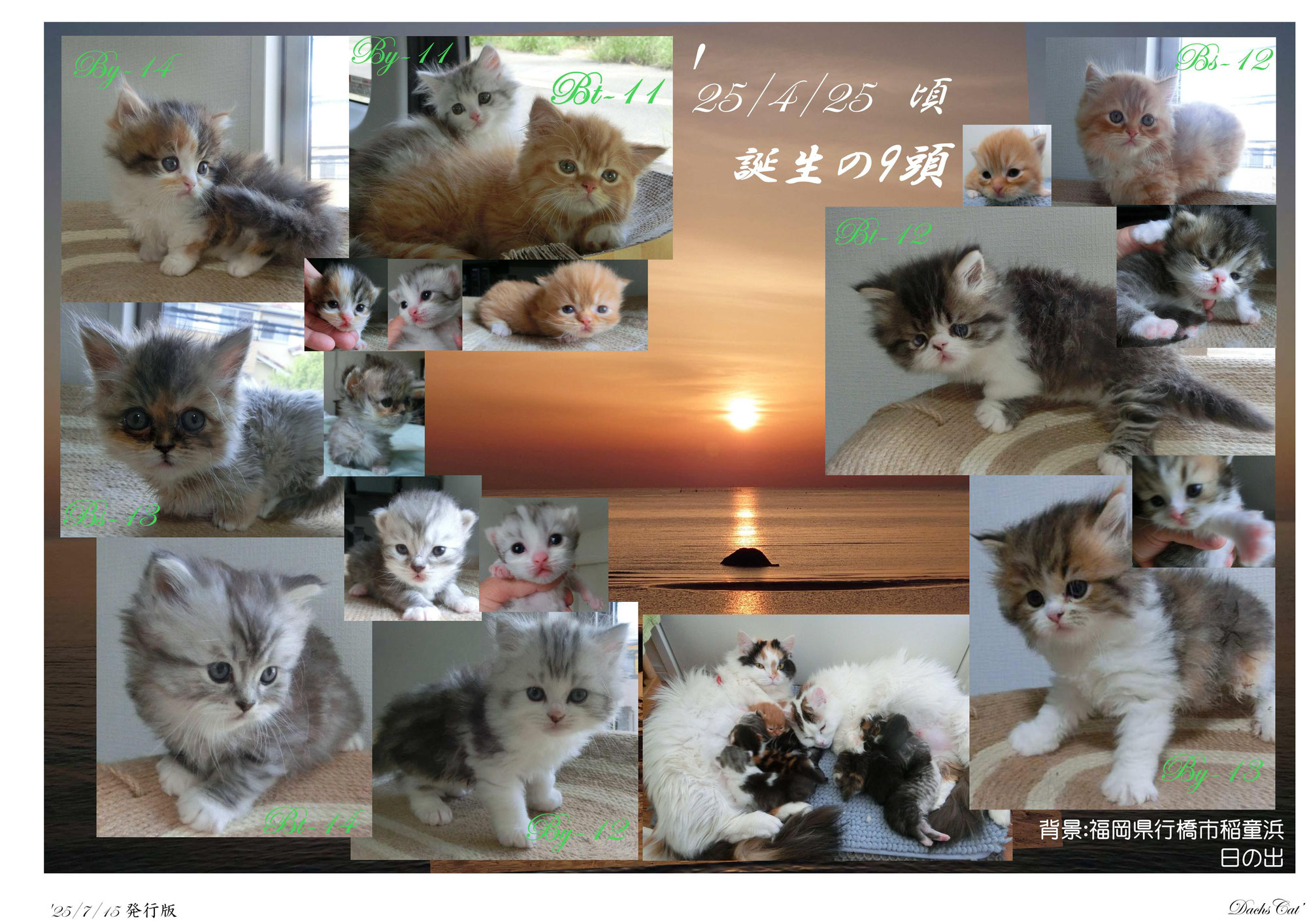 仔猫販売　ミヌエット