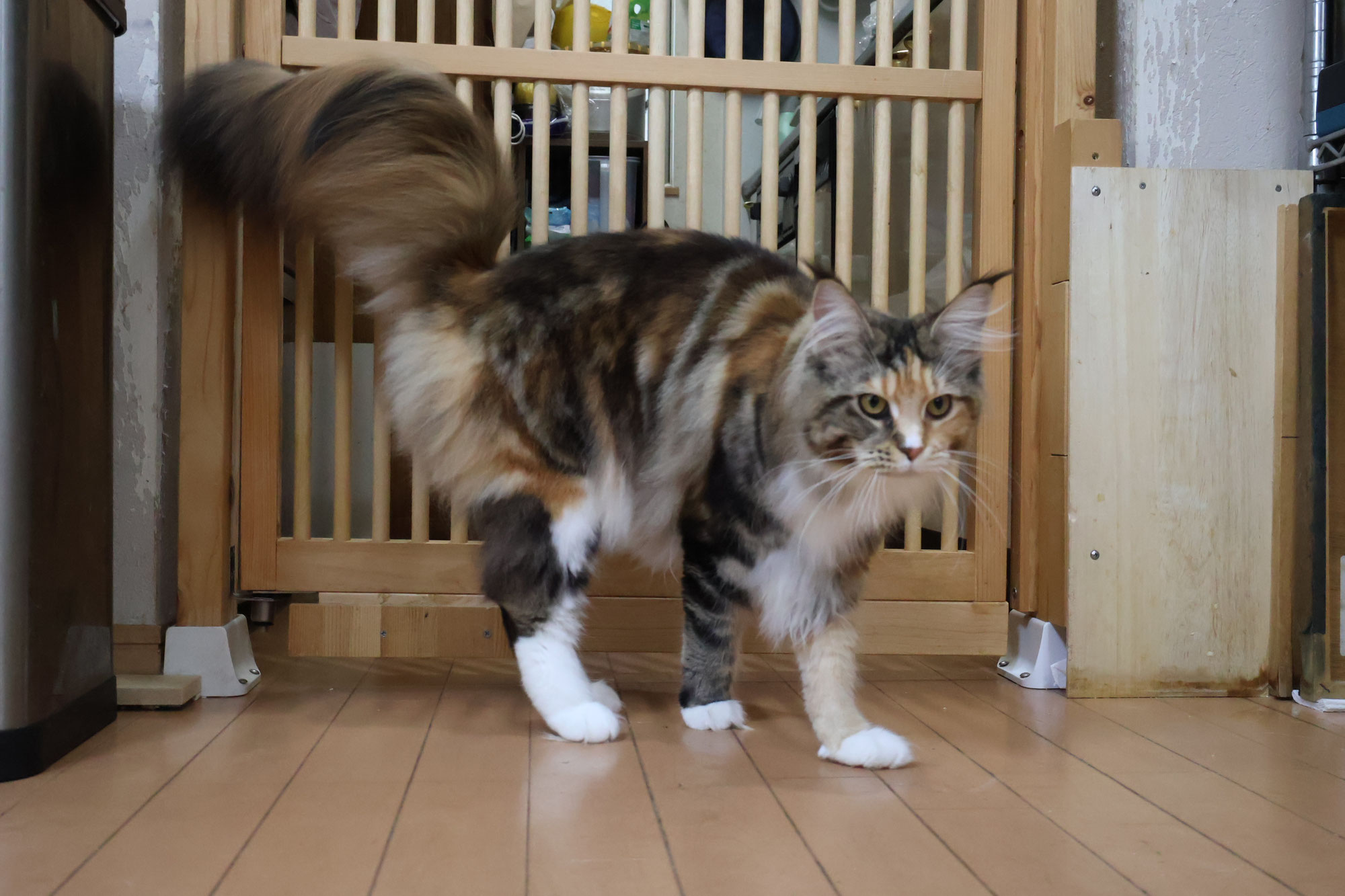 美しいブラウンのメインクーン
