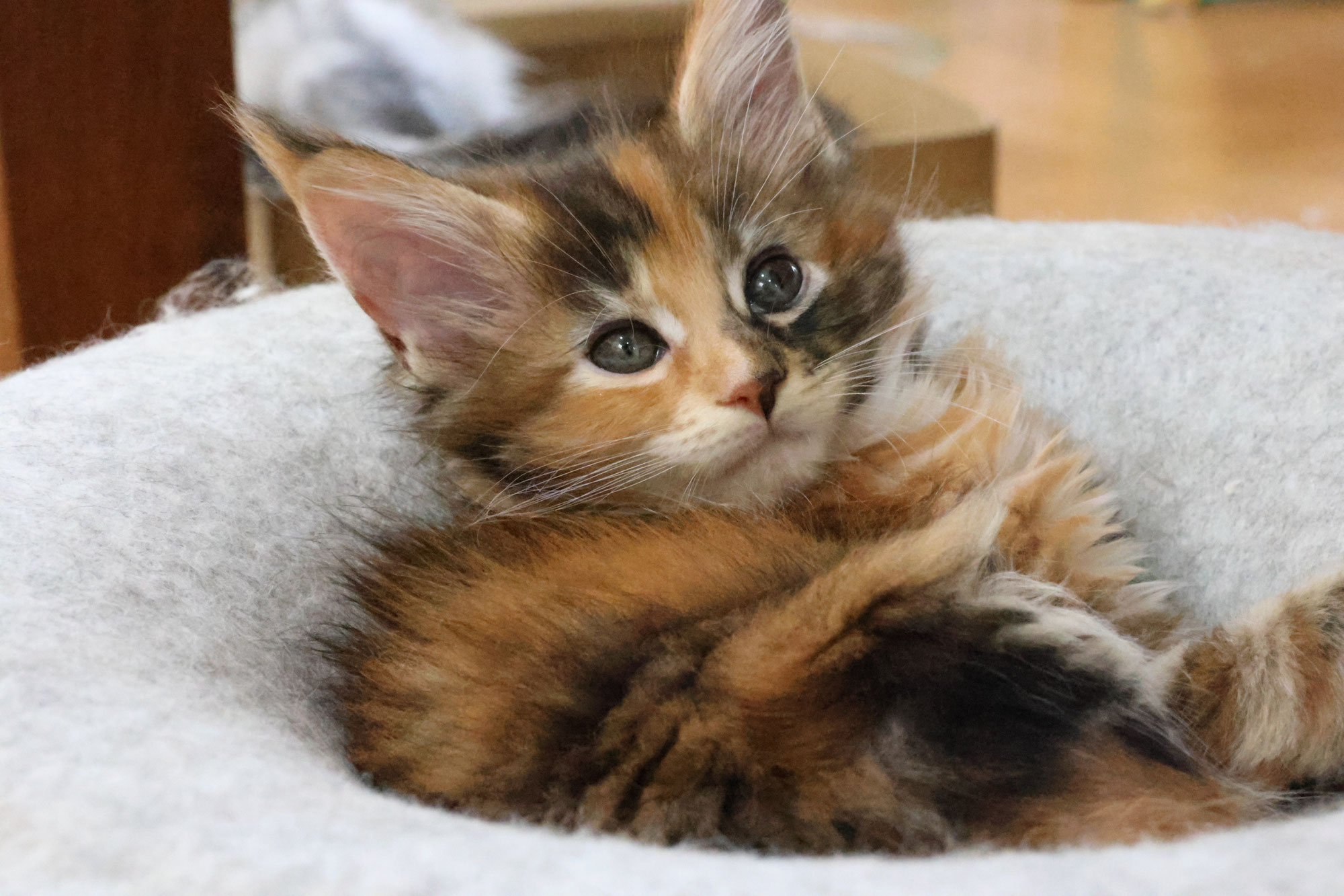 トービーの女の子猫エミリアちゃん