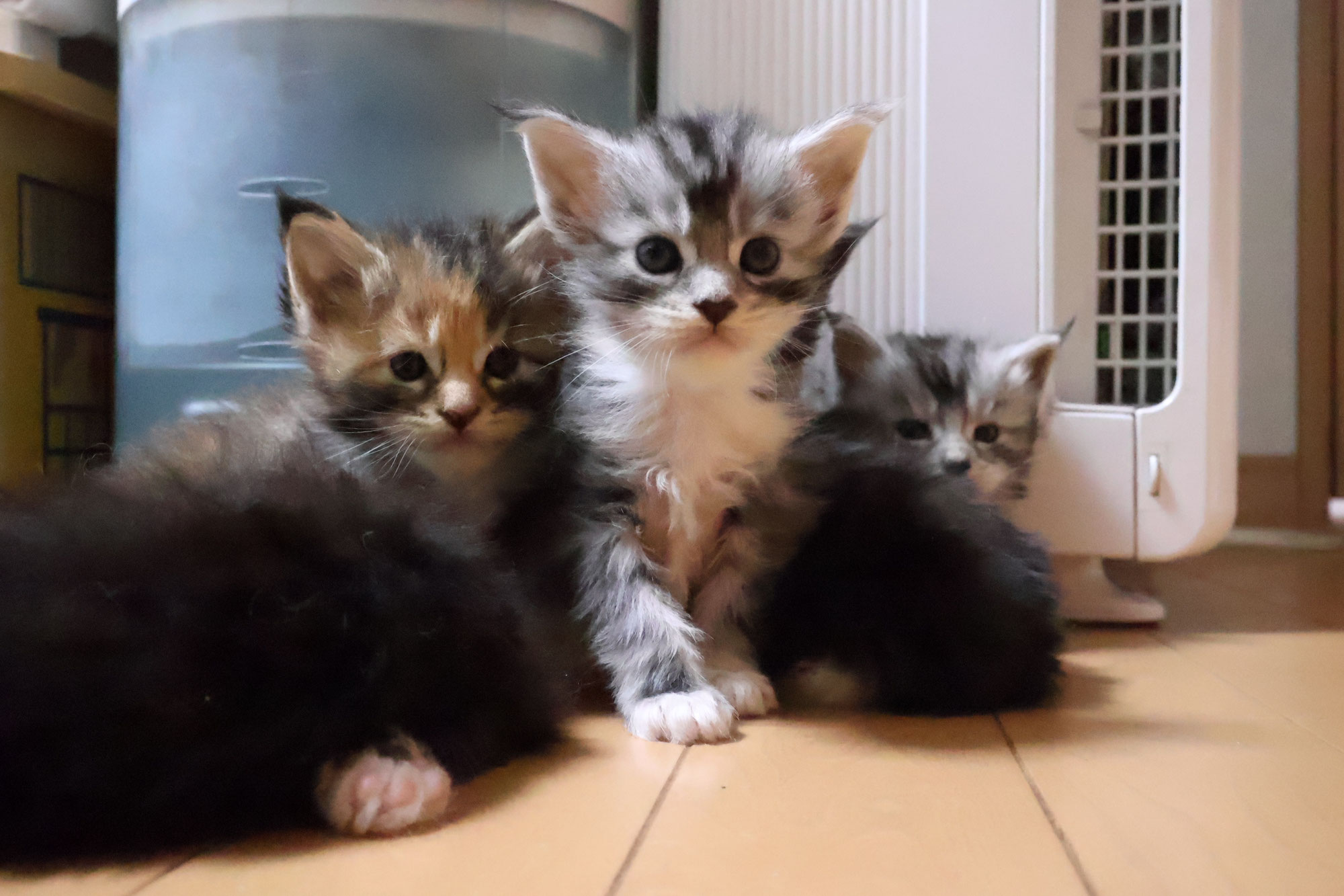 祭りさんメインクーン子猫5頭出産
