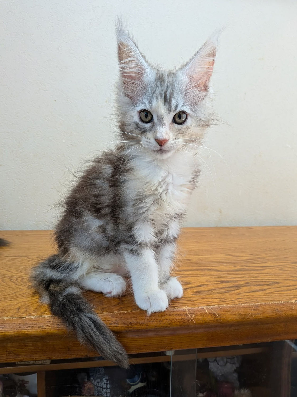 東京都でメインクーンの猫ショップをしています。 - メイン