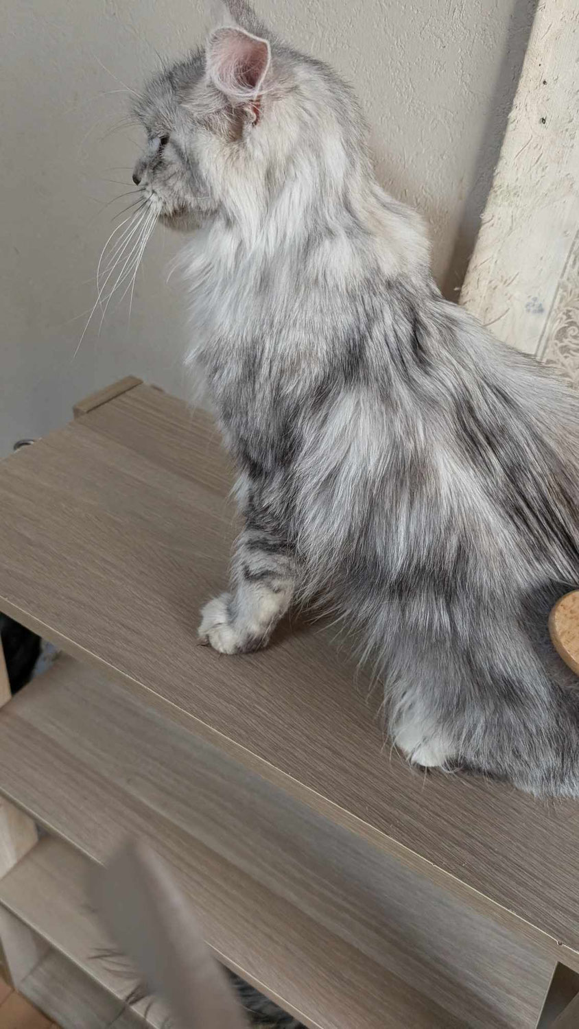 メインクーンにはグルーミングが必要です